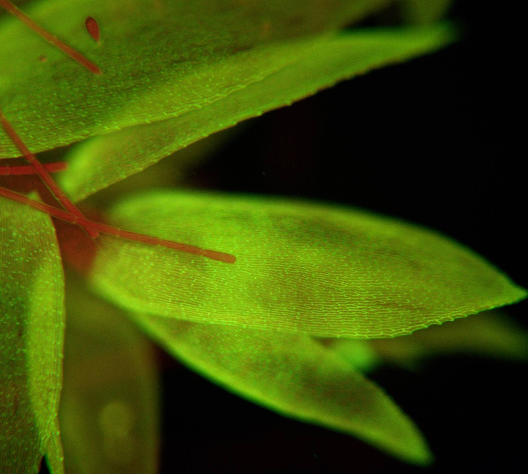 Close-up van groene bladeren met fluorescerend licht op een donkere achtergrond. De bladeren zijn diagonaal gerangschikt.