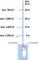 Diagram met een pomp op 5 meter met maximaal 5.250 l/u doorstroming. Afnamen treden op bij 10 m (4.450 l/u), 20 m (3.000 l/u) en 30 m (750 l/u).