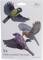 Drie kleurrijke vogelsilhouetten vliegen, daaronder staat '5x Vogel Silhouetten Gekleurd'. Rechtsboven is het Gardigo-logo.
