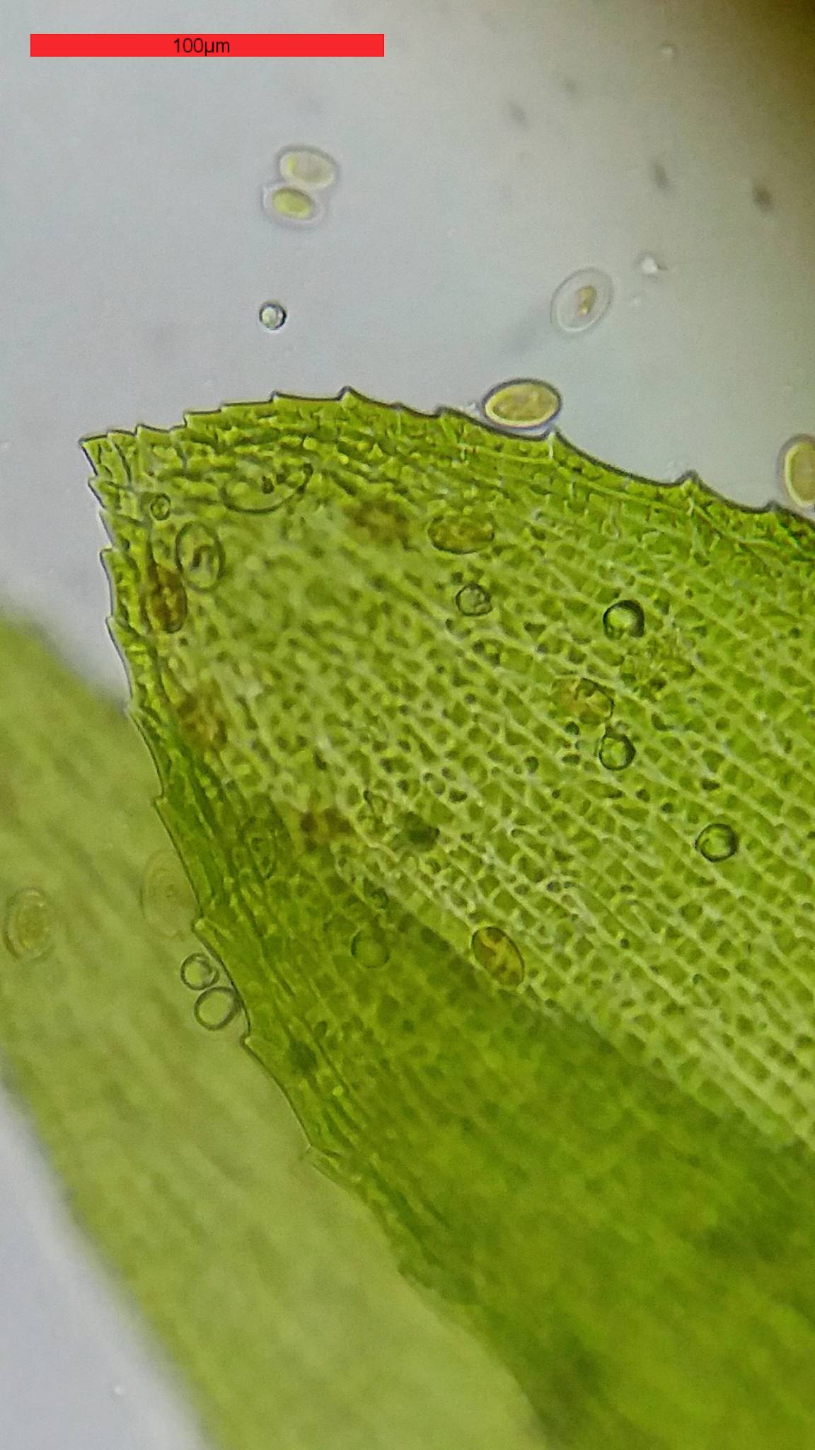 Close-up van een groen bladonderdeel met zichtbare bladstructuur en kleine waterdruppels erop. Achtergrond is onscherp.