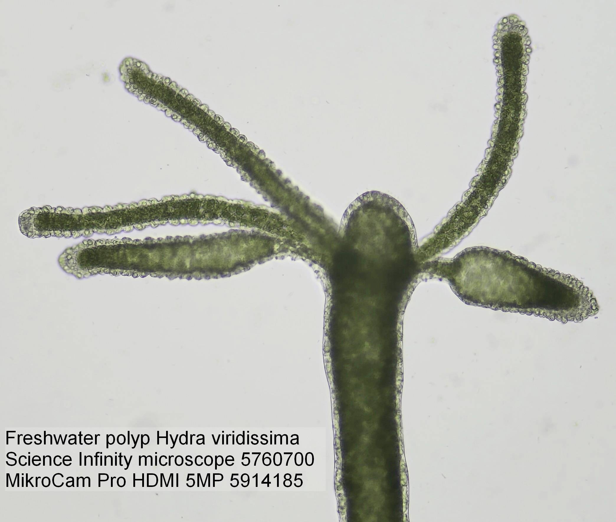 Close-up van een zoetwaterpolyp van de soort Hydra viridissima onder de microscoop. Zichtbare tentakels en lichaamsstructuur.