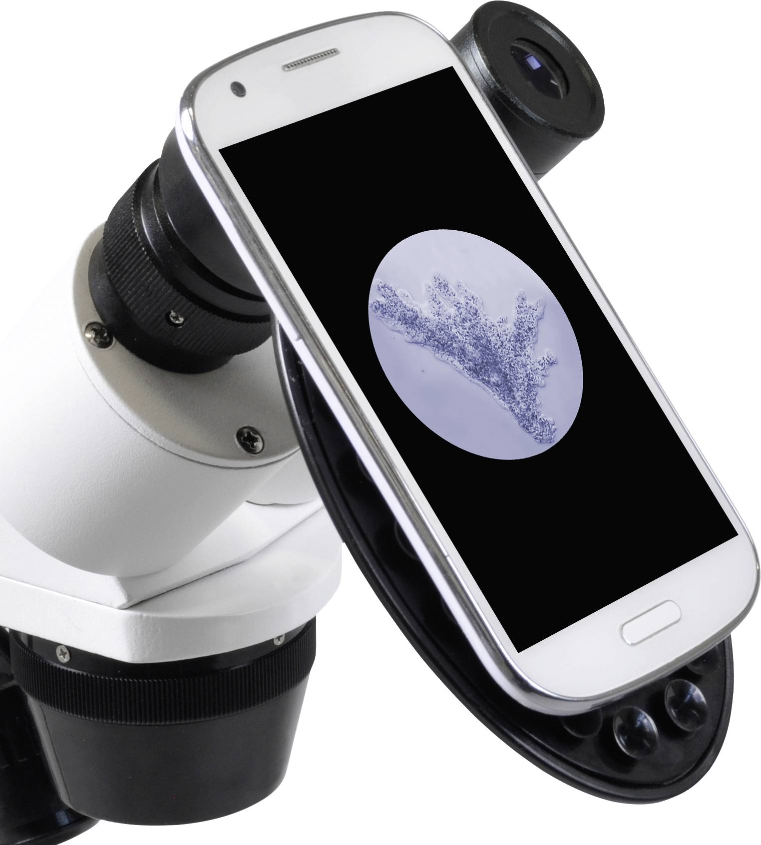 Microscoop met smartphone als display toont vergroting van een biologisch preparaat dat eruitziet als een vertakt patroon.