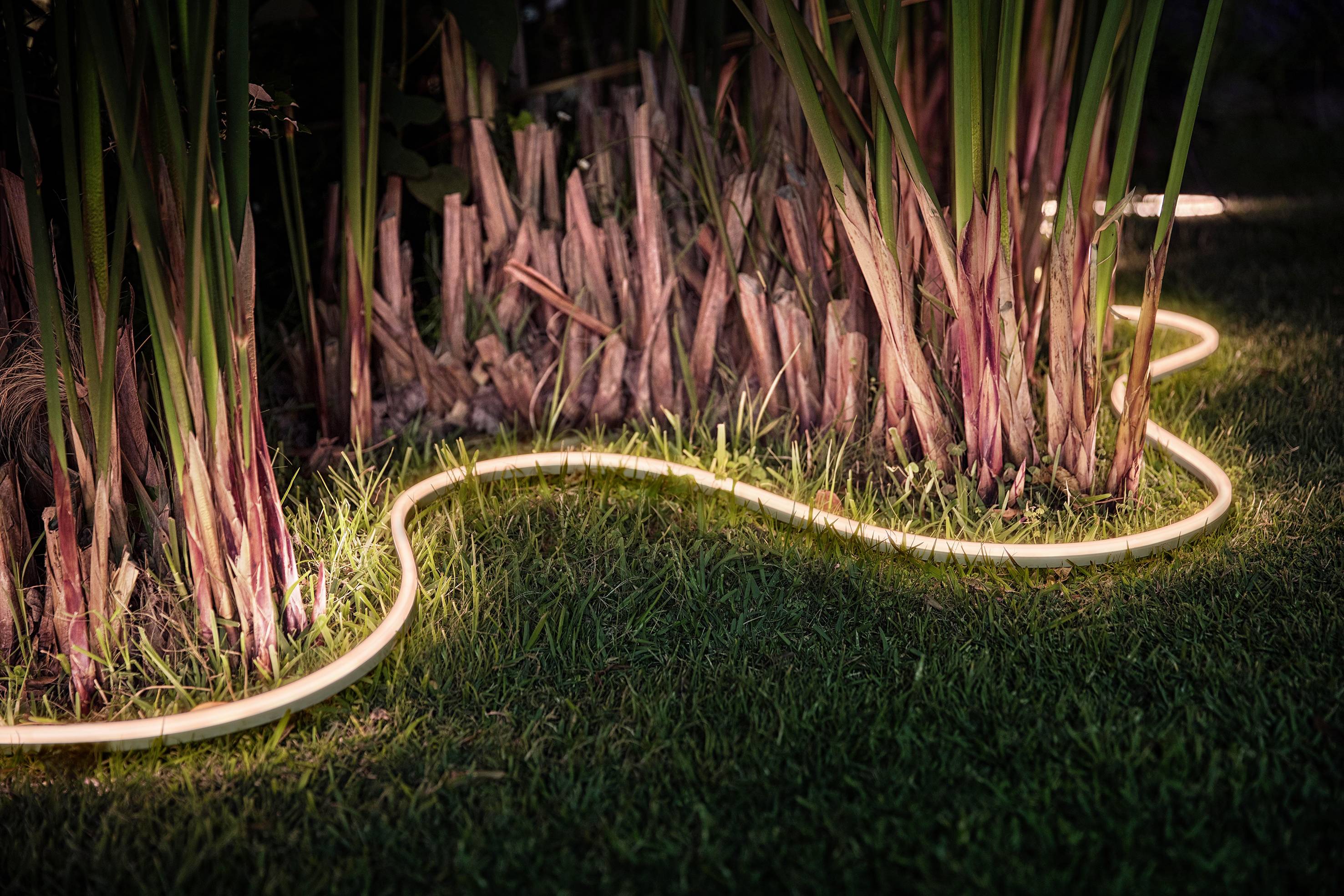 Oplichtende tuinslang verlicht de basis van planten in het schemerdonker en creëert een sfeervolle tuinatmosfeer.