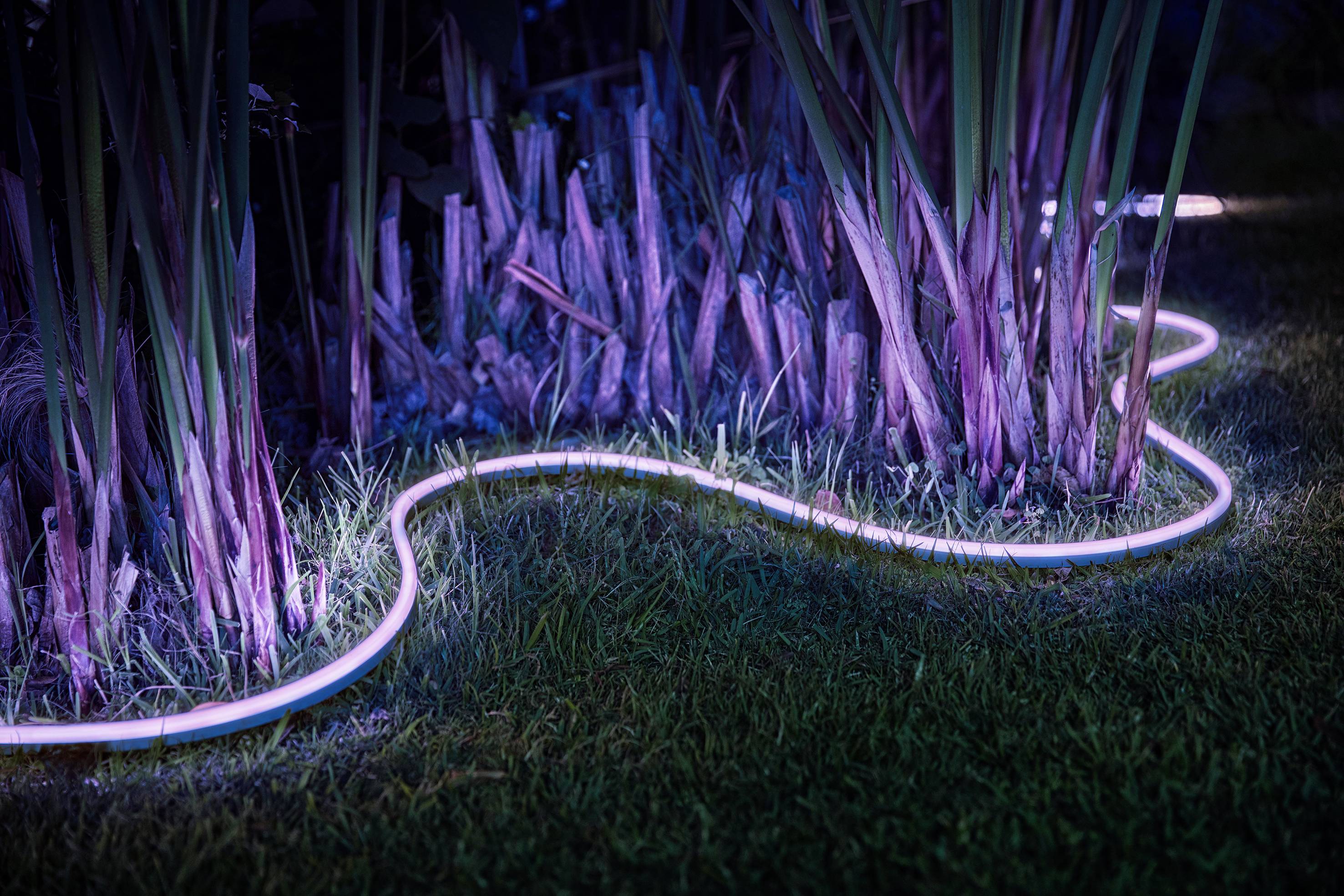 Een verlichtende LED-strip verlicht planten in een tuin 's nachts. Het licht creëert sfeervolle, paarse accenten.