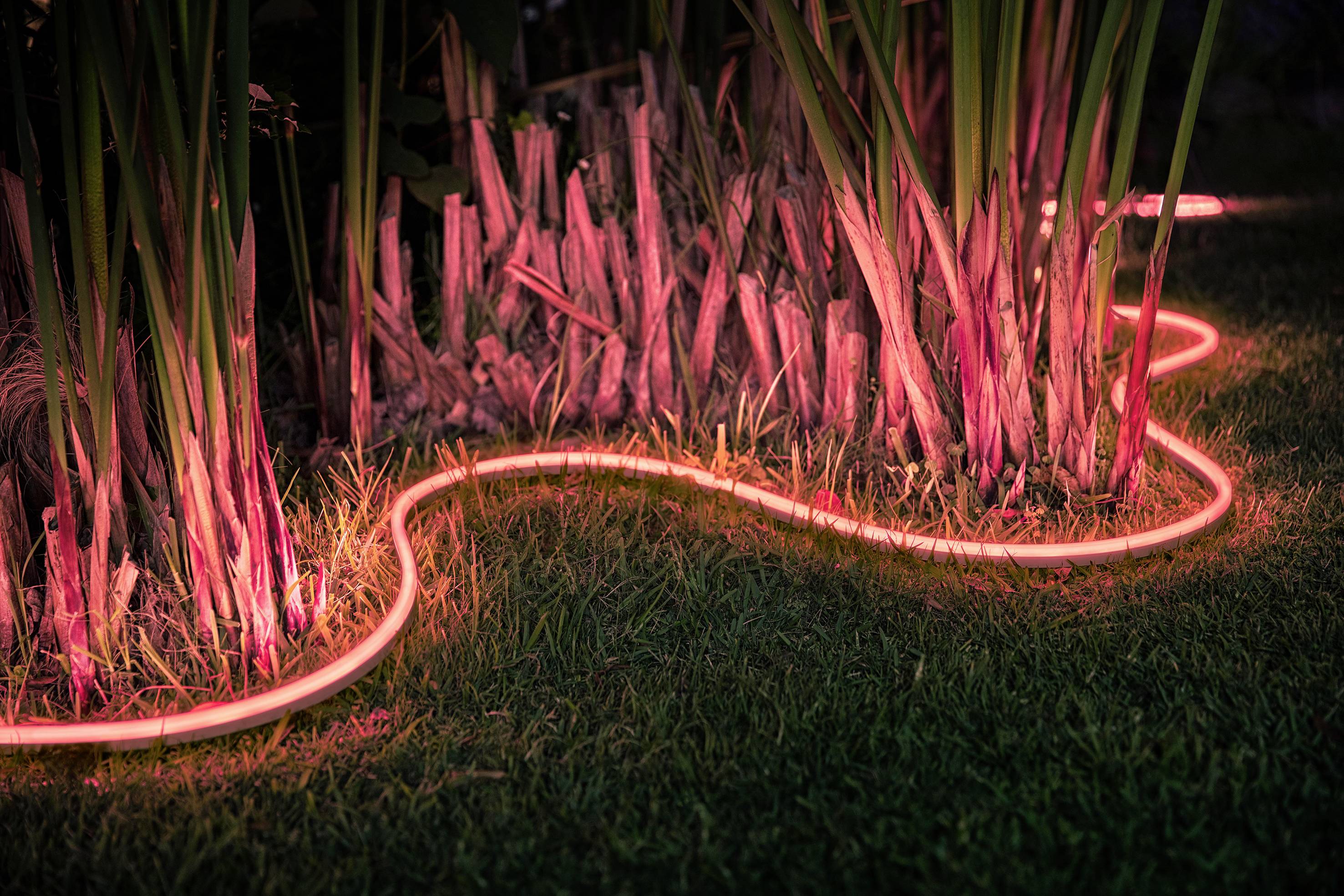 Een stralende, rode lichtslang kronkelt door gras en planten, en verlicht de omgeving in warm licht.