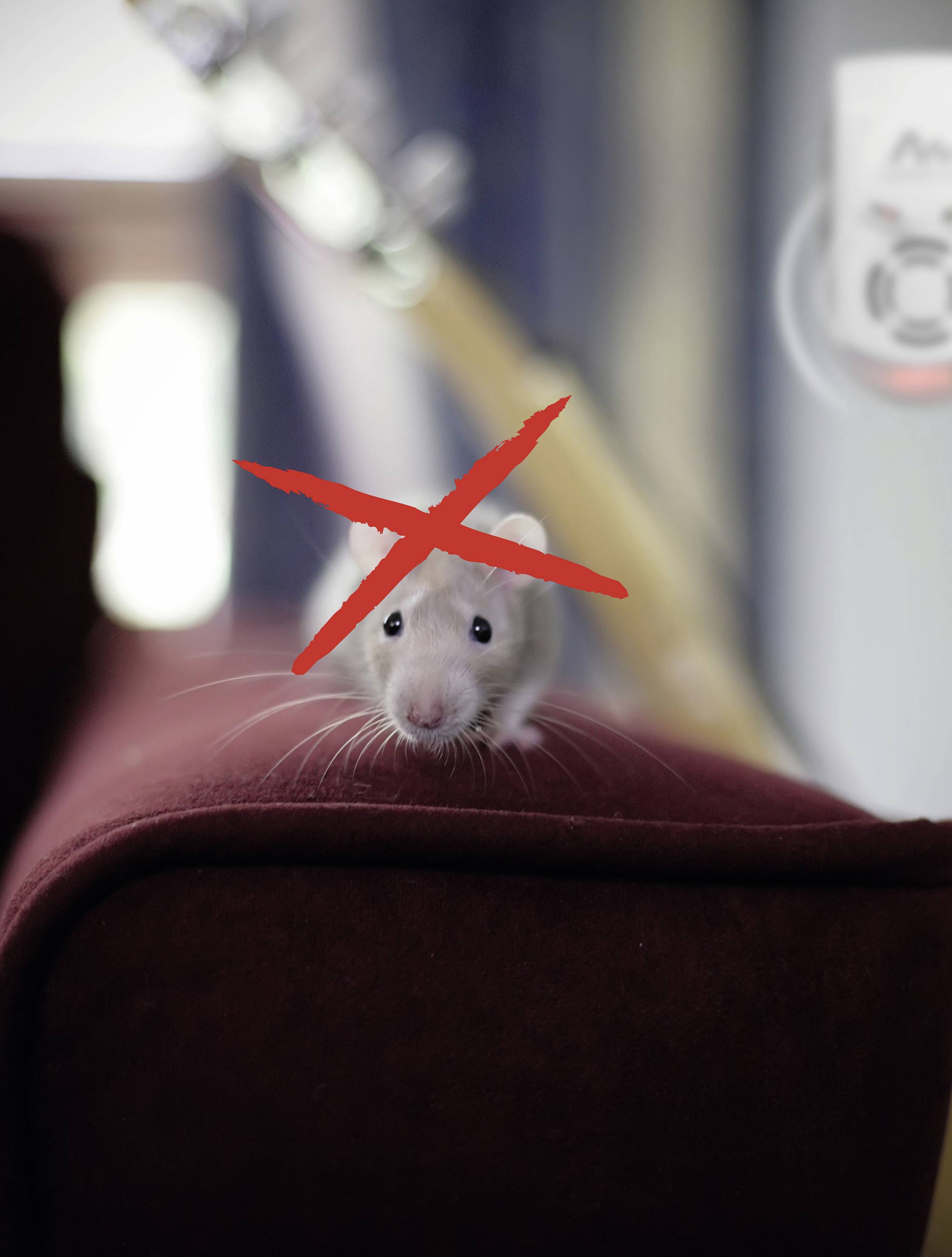 Een witte rat zit op een rode bank. Een rood kruis is boven het hoofd van het dier getekend. Op de achtergrond onscherp.