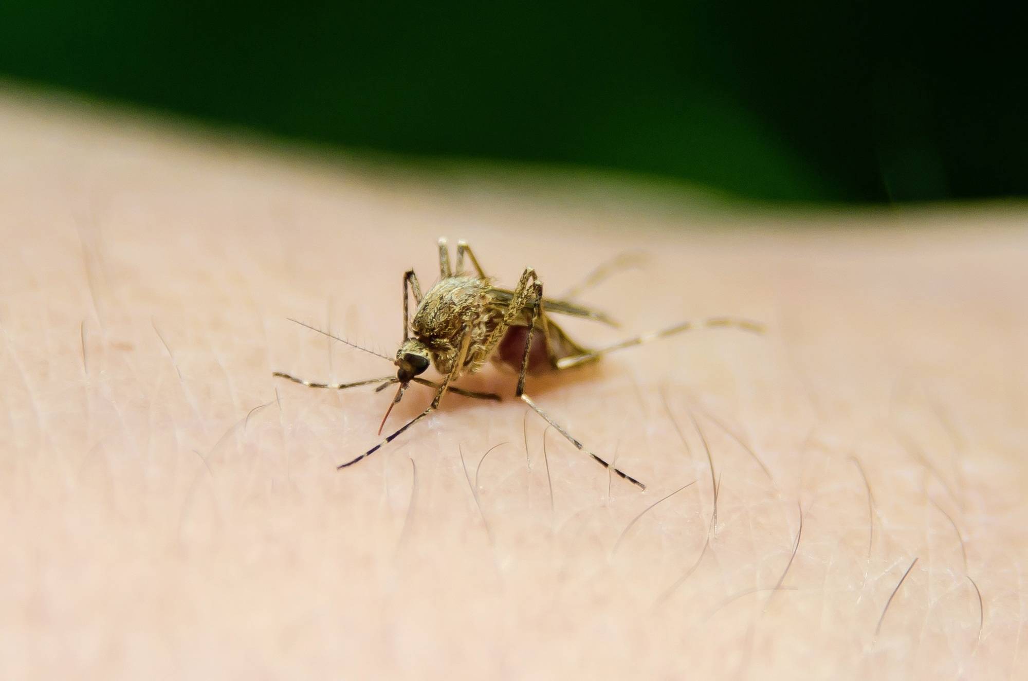 Een close-up van een mug die op menselijke huid zit. Ze zuigt bloed door haar stekende en zuigende snuit.
