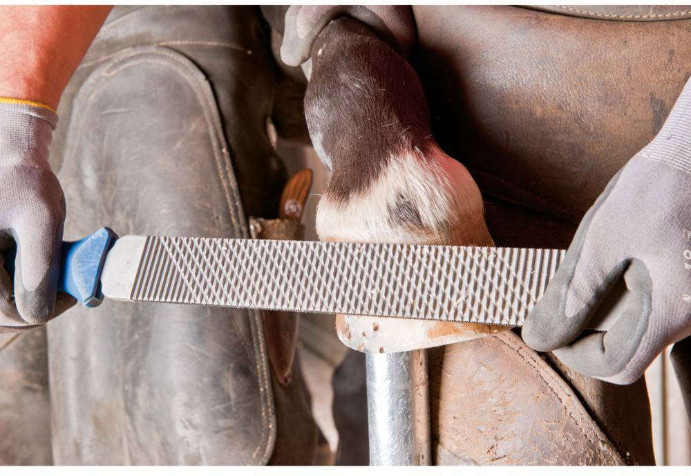 Een hoefsmid vijlt de hoef van een paard. De handen met handschoenen houden een vijl vast, terwijl het paardenbeen wordt ondersteund.