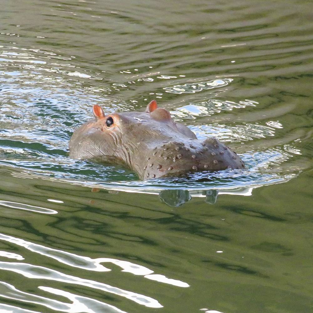 Nijlpaard zwemt gedeeltelijk ondergedompeld in het water, waarbij alleen de ogen en oren boven water uitsteken. Het wateroppervlak schittert in het zonlicht.