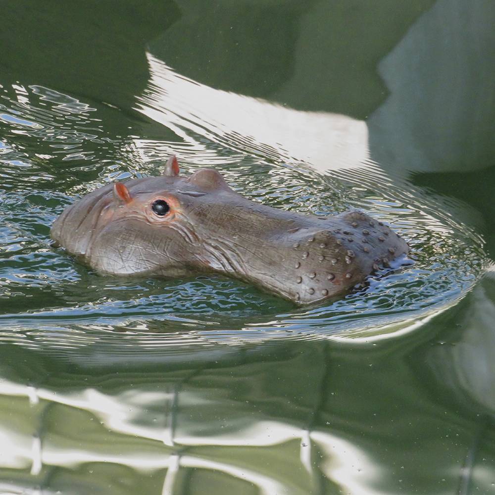 Een nijlpaard zwemt in het groene water van een dierentuin. Alleen zijn kop is zichtbaar, terwijl het rustig over het wateroppervlak glijdt.