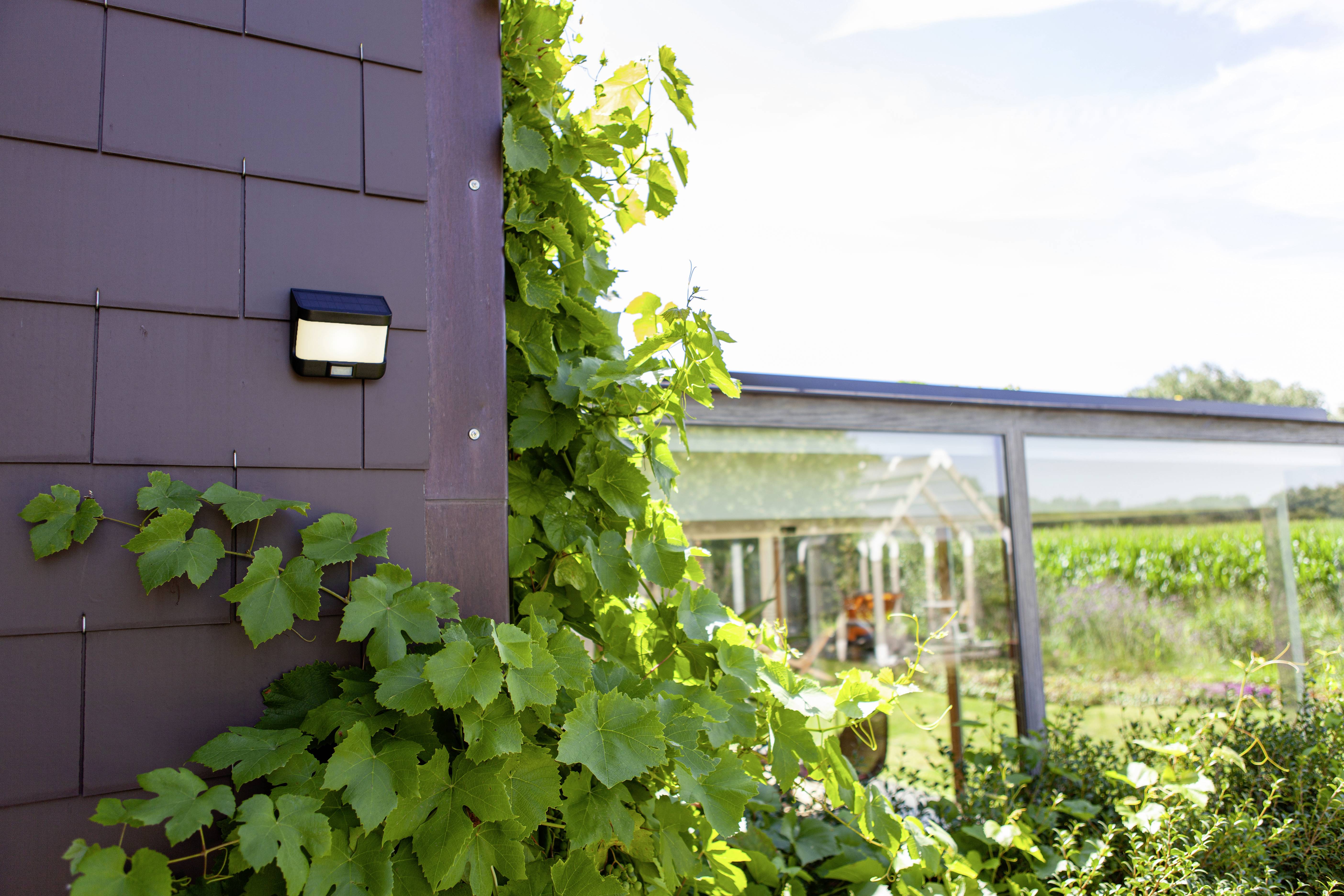 Een muur van een huis begroeid met wijnranken, ernaast een transparant tuinkas op de achtergrond. De scène wordt gekenmerkt door een groene, landelijke omgeving.