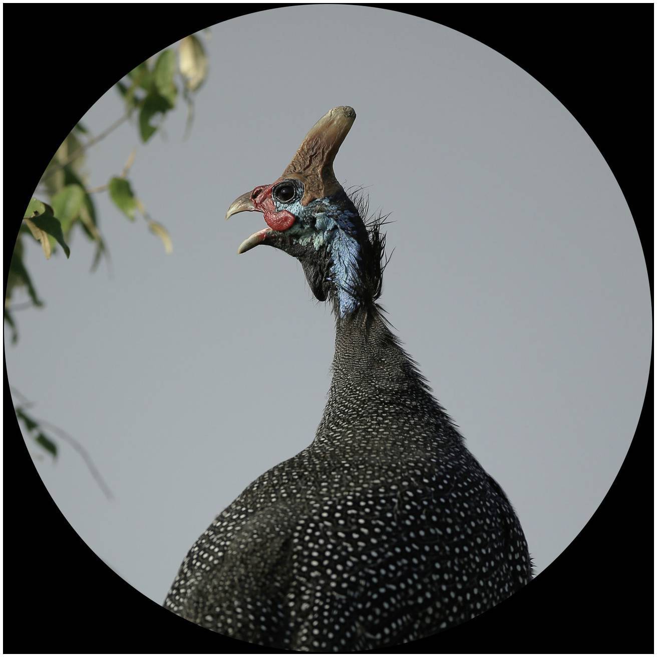 Een helmparelhoen met zwart, gevlekt verenkleed en een karakteristieke helm op de kop, tegen een grijze achtergrond.