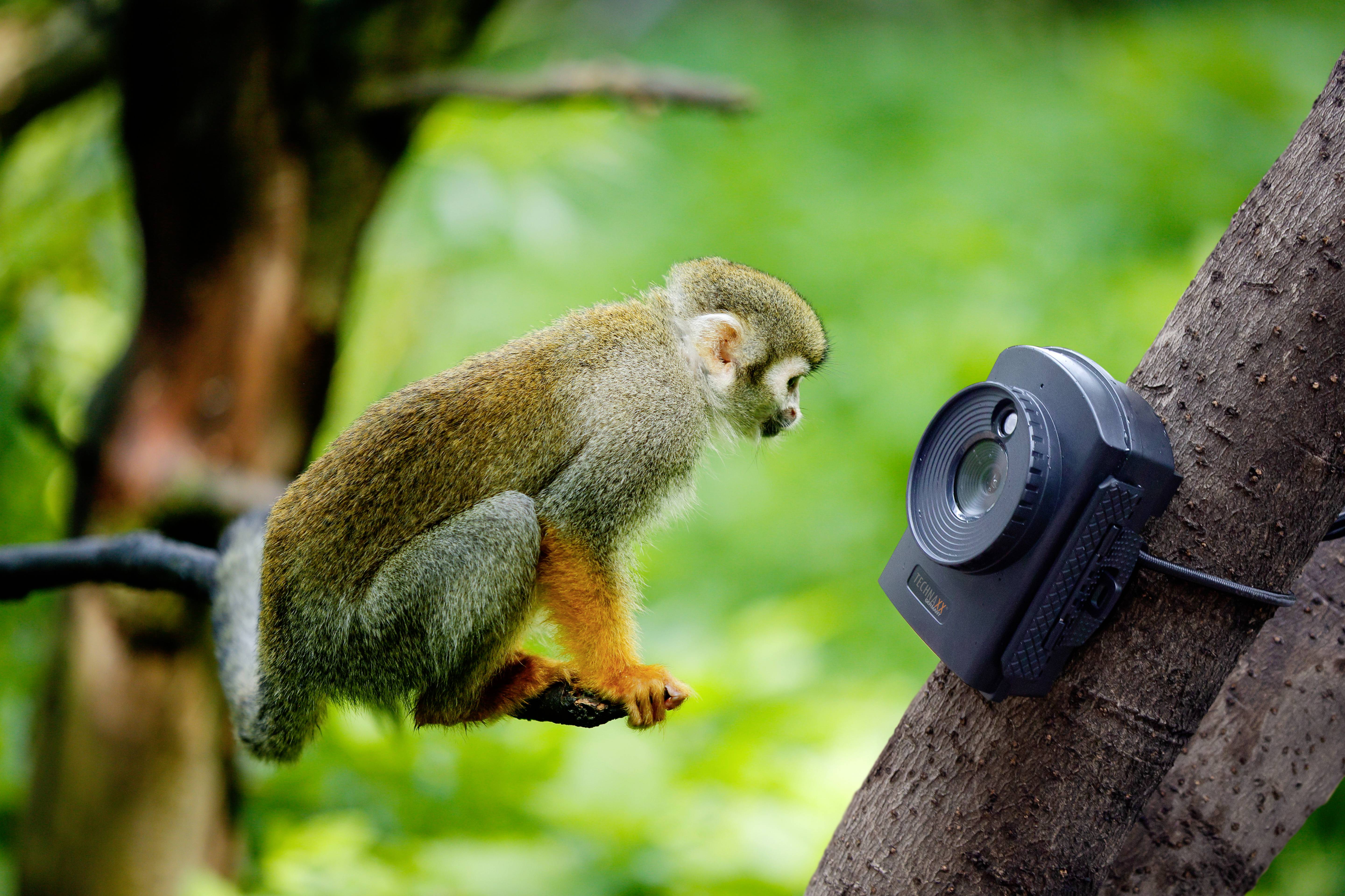 Een klein aapje, nieuwsgierig naar een camera die aan een boom is bevestigd, in een tropisch bos.