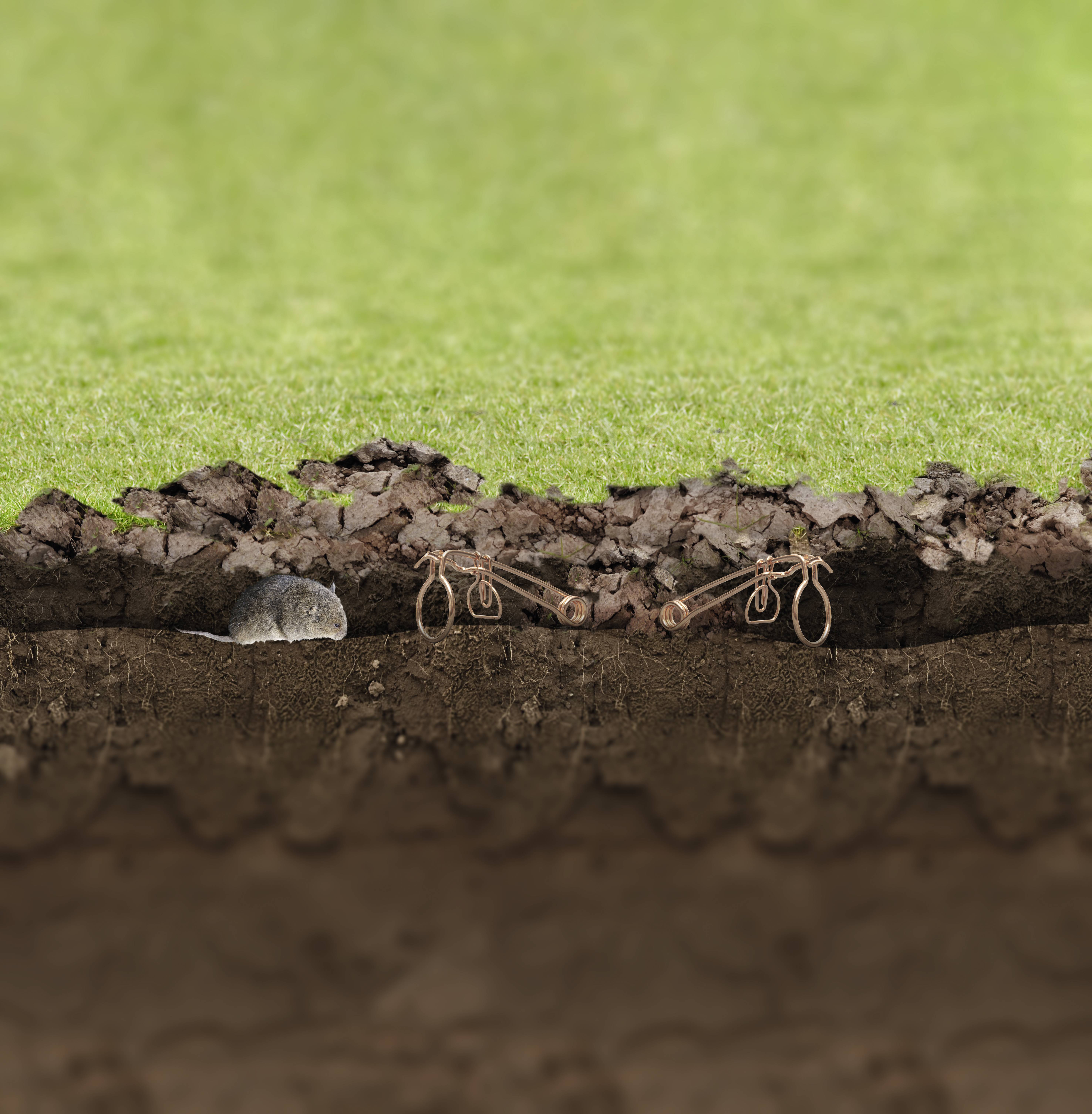 Een woelrat graaft zich door de aarde onder een gazon. Onderweg bevinden zich twee vallen in de grond.