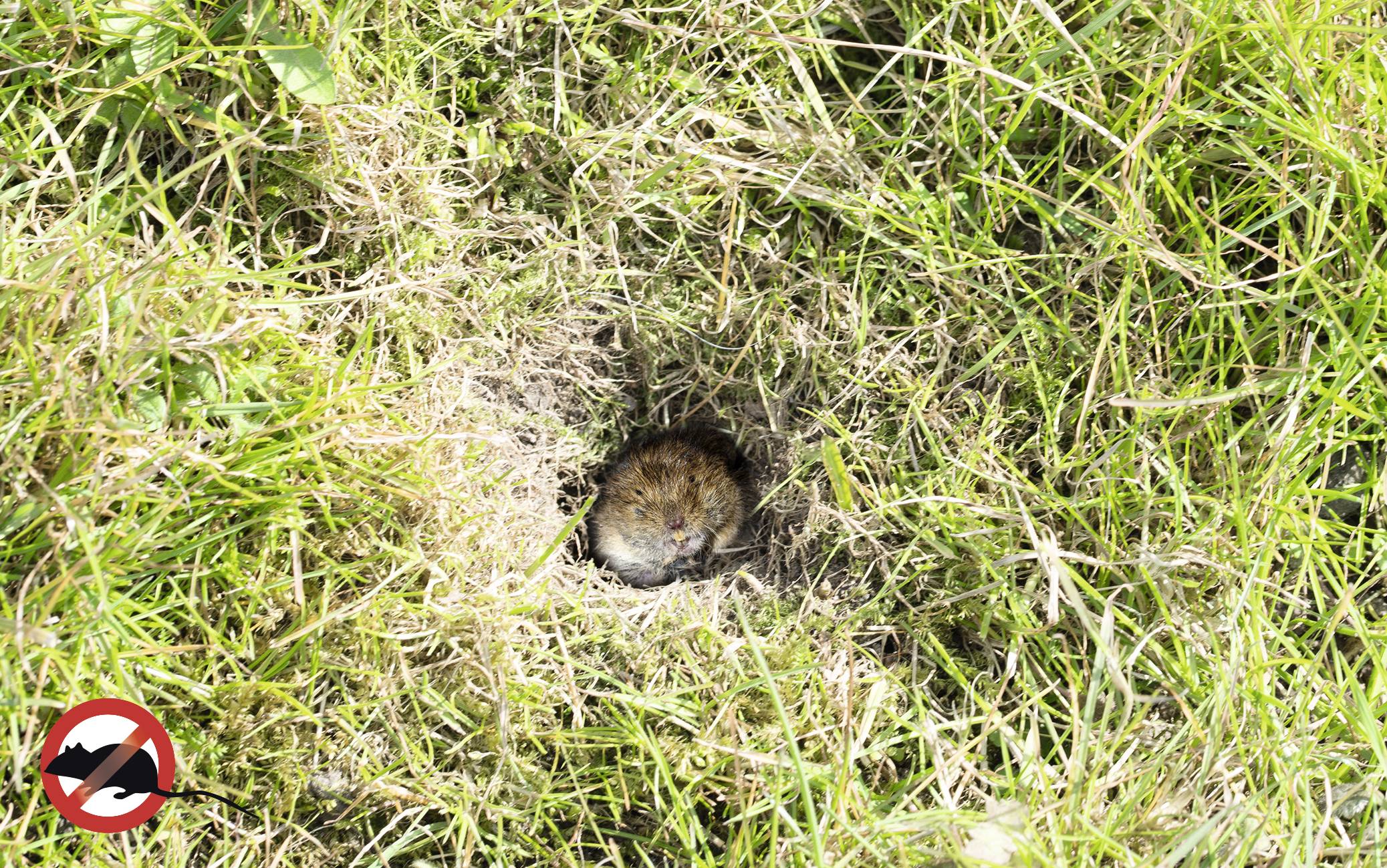 Woelrat in een grashol, omgeven door groen gras. Linksonder een rond verbodsbord voor mol- en woelrattenvallen.