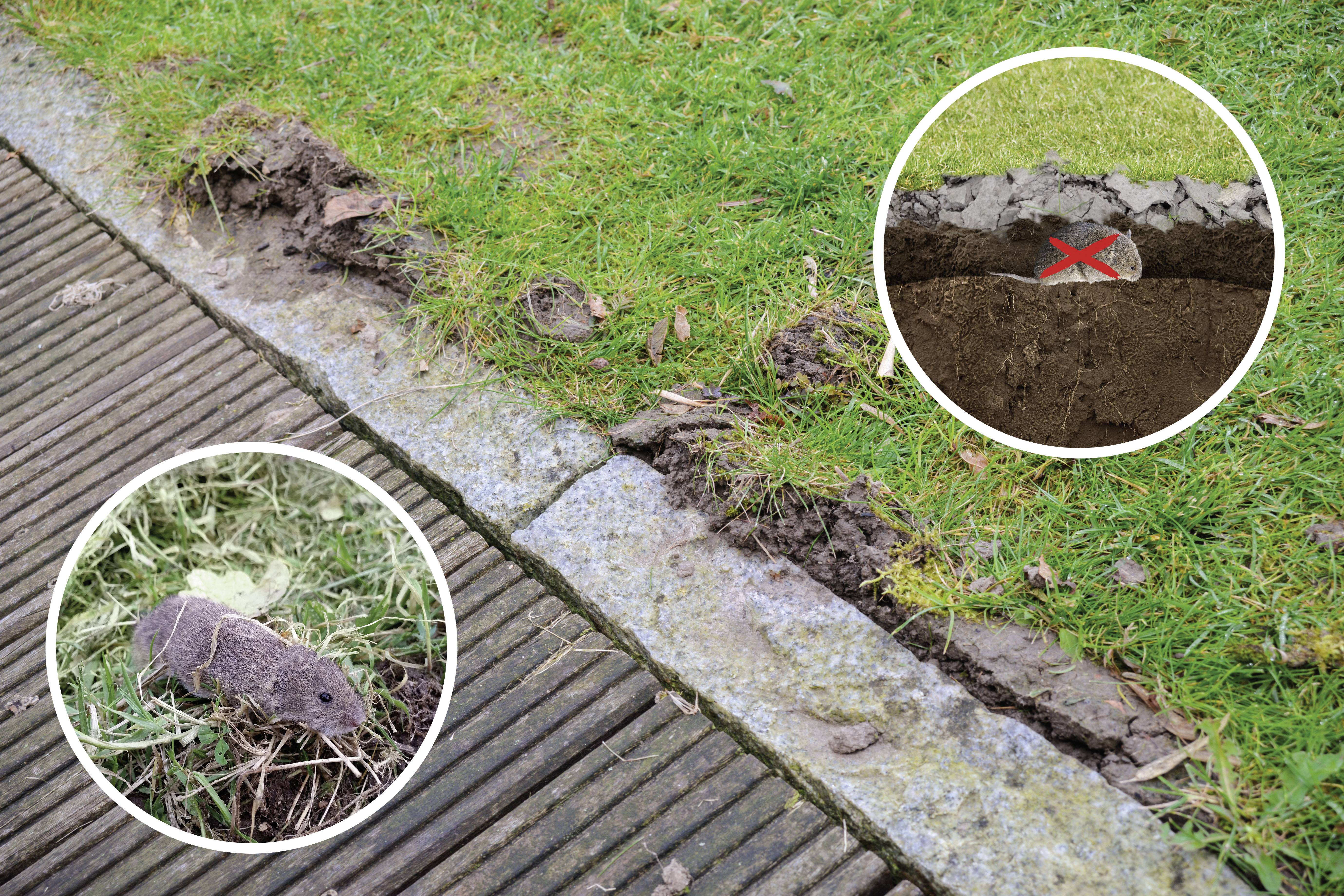 Een woelrat is te zien in een cirkelvormig uitsnede. Een andere uitsnede toont een ingegraven muizeval met een rode X.