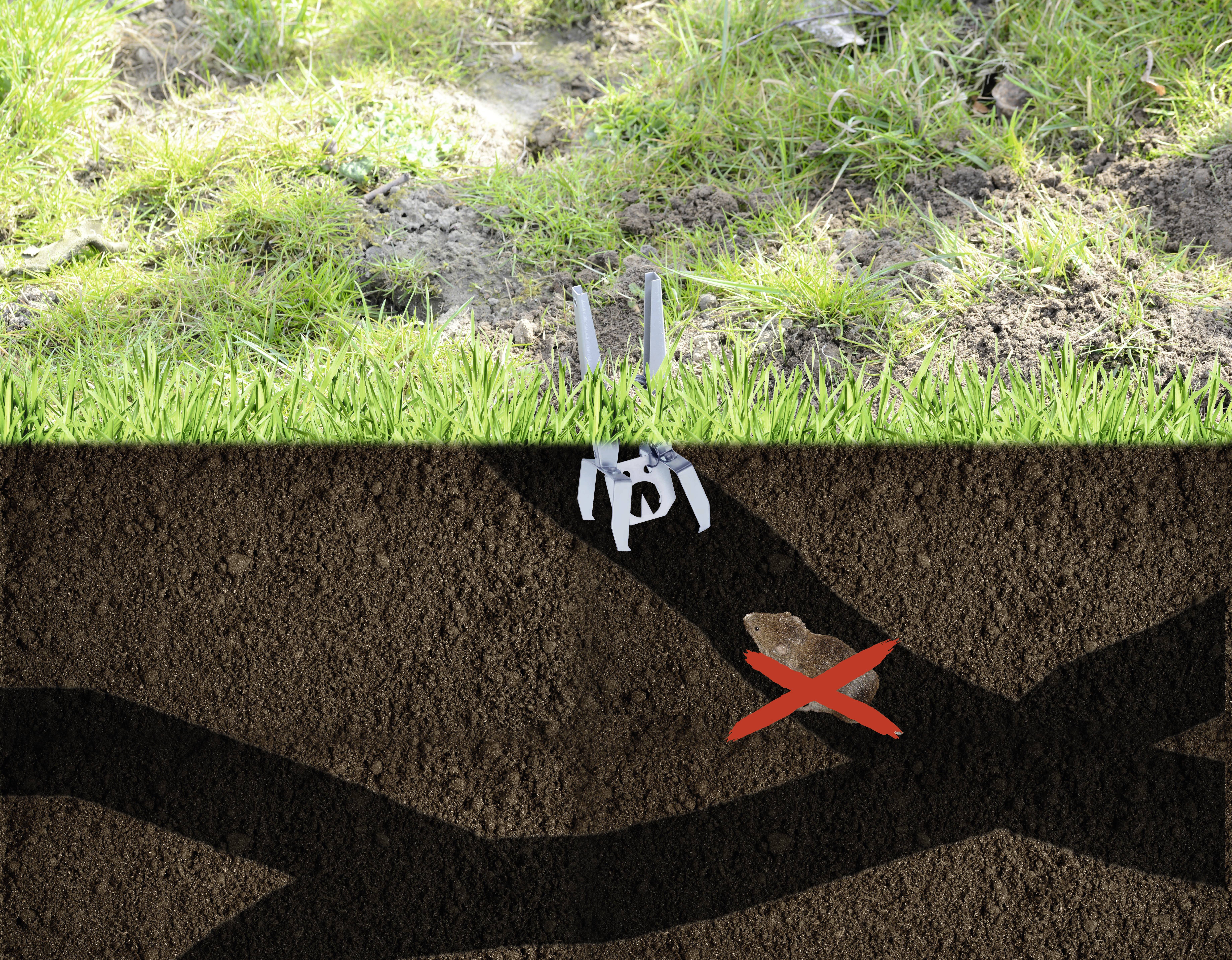 Een mol val is in de grond geplaatst om een mol in zijn tunnel te vangen. Een rode 'X' markeert de mol.