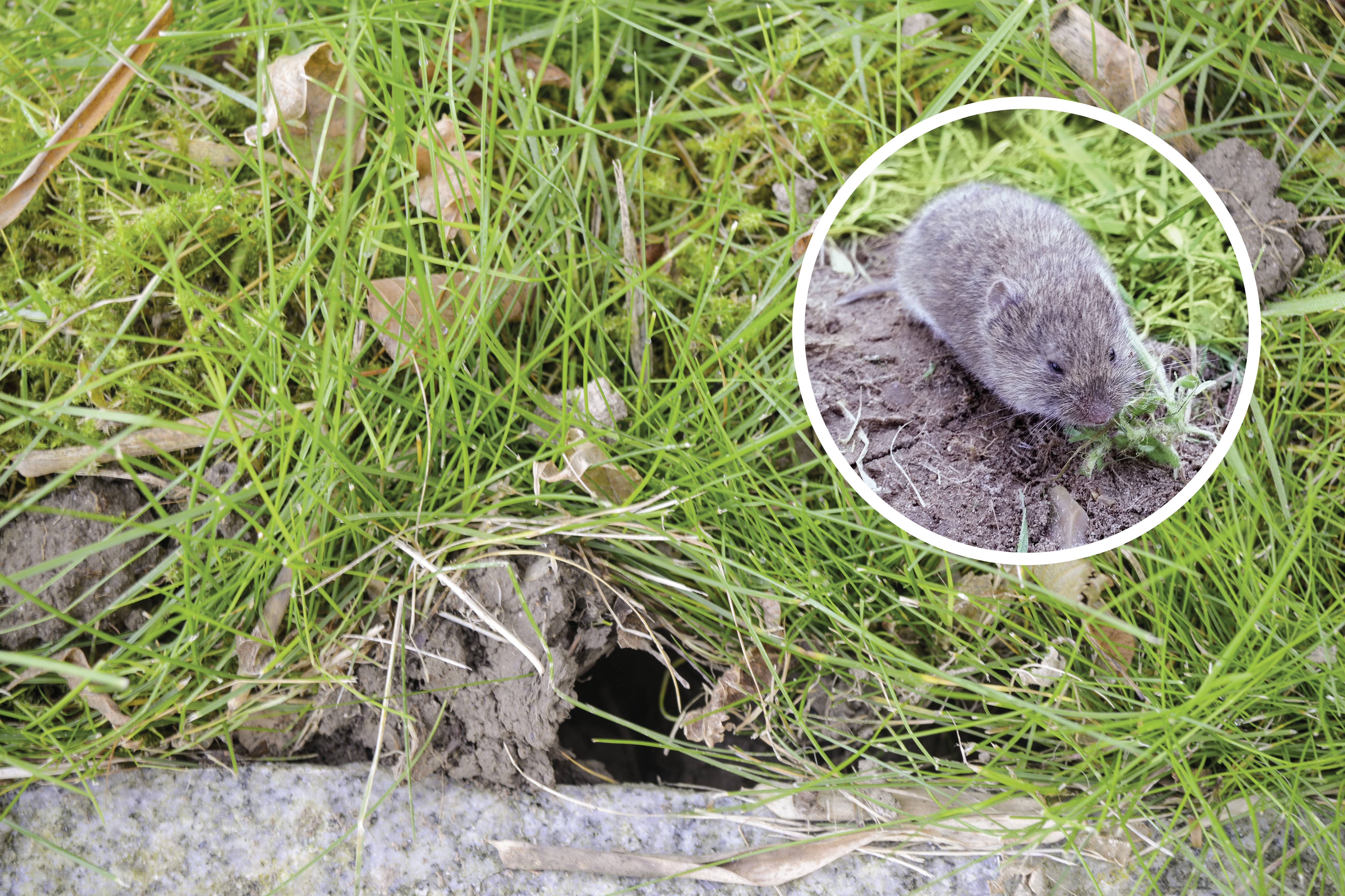 Een klein gat in de grond tussen het gras toont de ingang van een muizenhol. In de opening is een kleine muis zichtbaar.