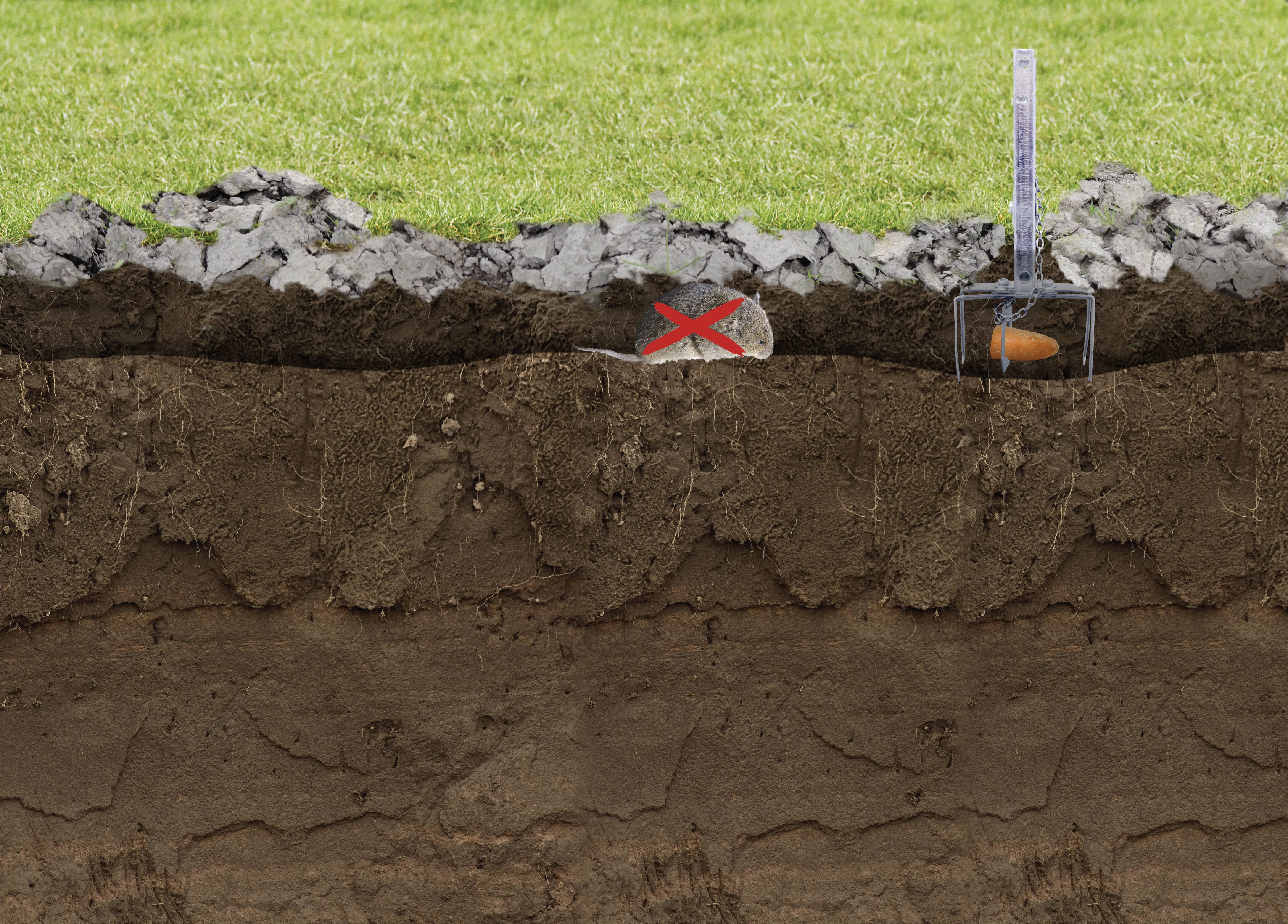 Een doorsnede van de grond toont een wortel van een winterpeen in een transparante bak rechts en stenen met een rood kruis links onder gras.