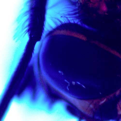 Close-up van een insect onder blauw licht. Duidelijk zicht op het oog met opmerkelijke details en contrasten.