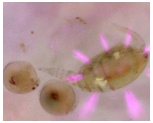 Microscopische weergave van minuscule doorzichtige organismen of eieren op een roze achtergrond, met felroze stekels of markeringen rond één specimen.
