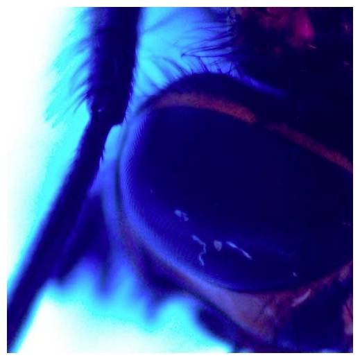 Extreem close-up van een persoon die donkere zonnebrillen draagt onder neonblauw en paars licht.