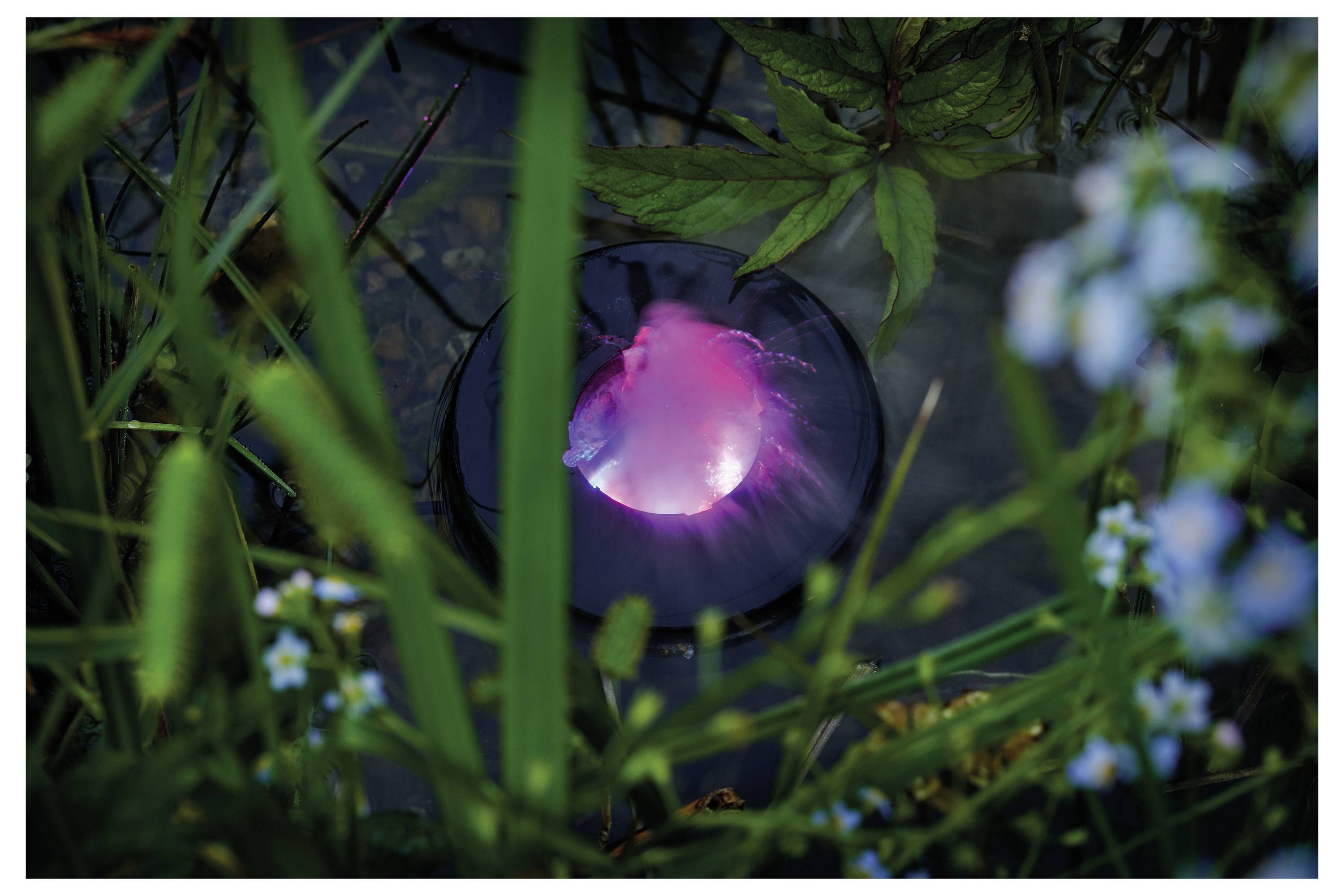Een zacht roze licht straalt uit een cirkelvormig voorwerp, omringd door groene bladeren en blauwe bloemen, waardoor een mystieke sfeer in de natuur ontstaat.