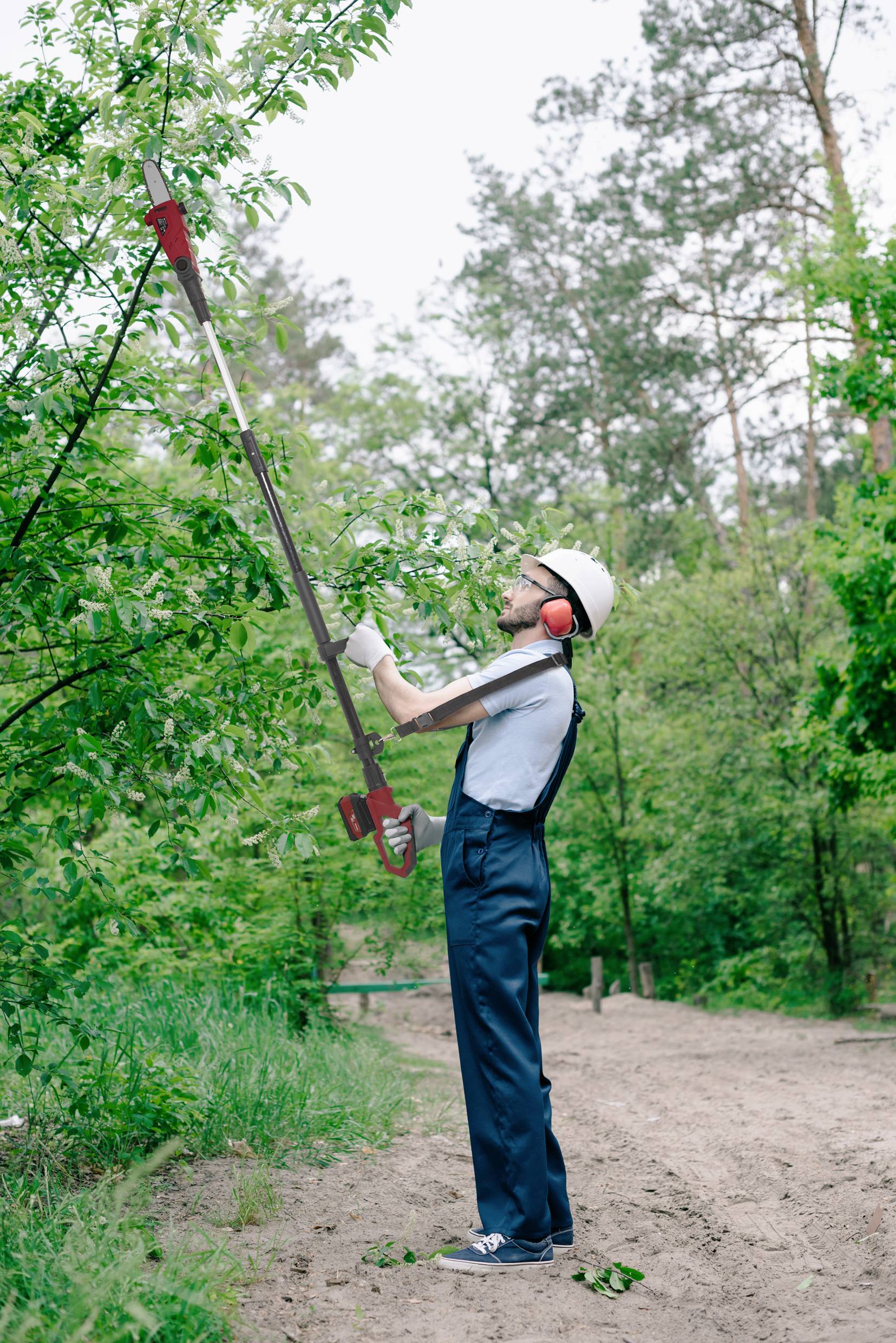 Een tuinman met een veiligheidshelm en gehoorbescherming snoeit met een lange takkenschaar takken van een boom in een bosachtig gebied.