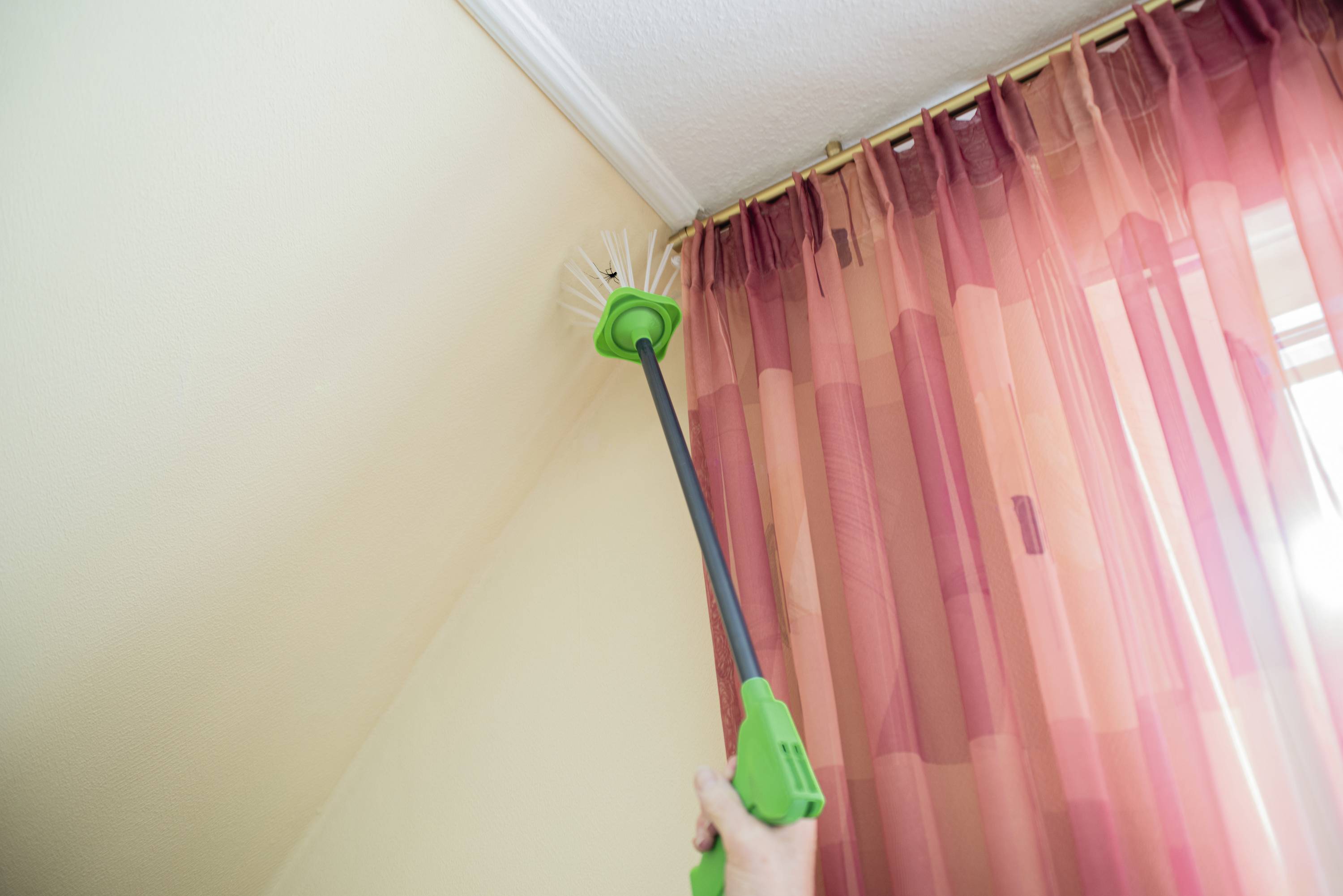 Een persoon reinigt de bovenhoek van een kamer met een lange stoffer. Rode gordijnen hangen naast het schoongemaakte gedeelte.