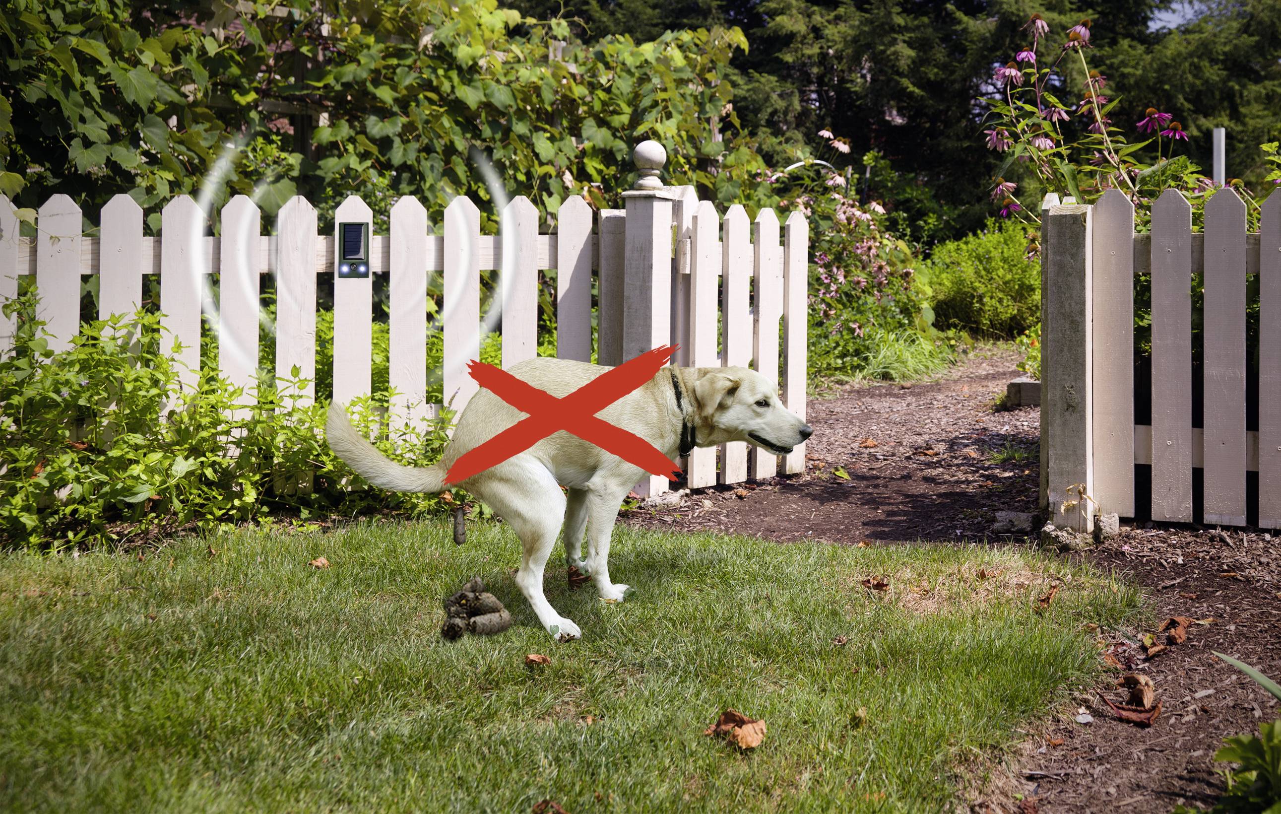 Hond tilt been op in tuin met witte houten hek, rood kruis over hond; visuele weergave van niet-toegestaan gedrag.