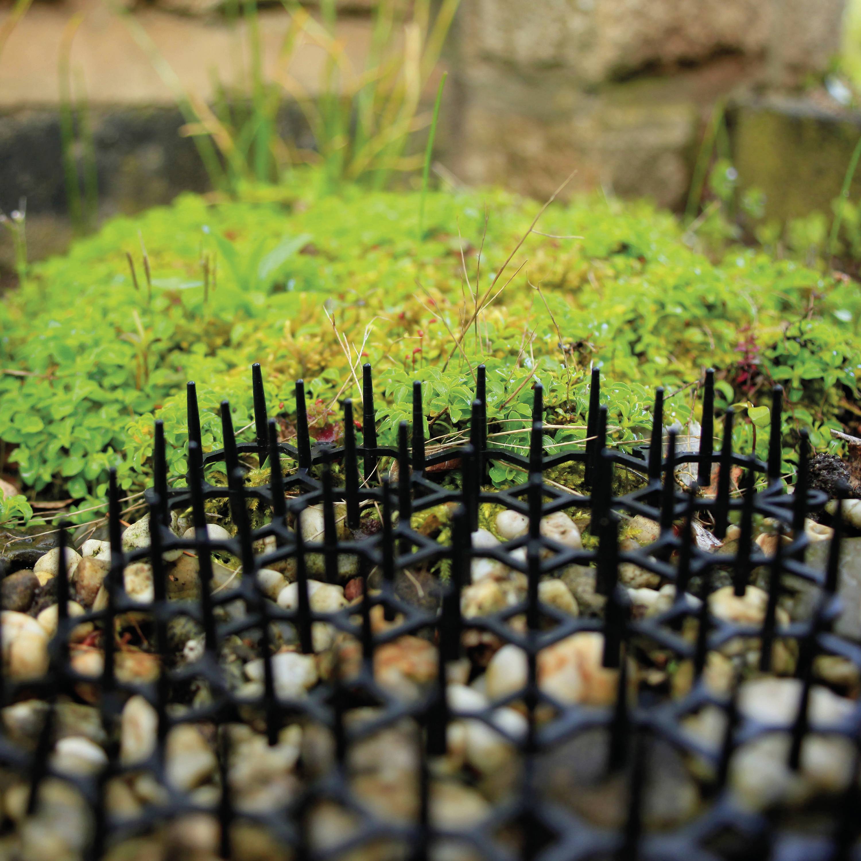 Een raster bedekt kiezels in een tuin; daarachter groeit groen mos.