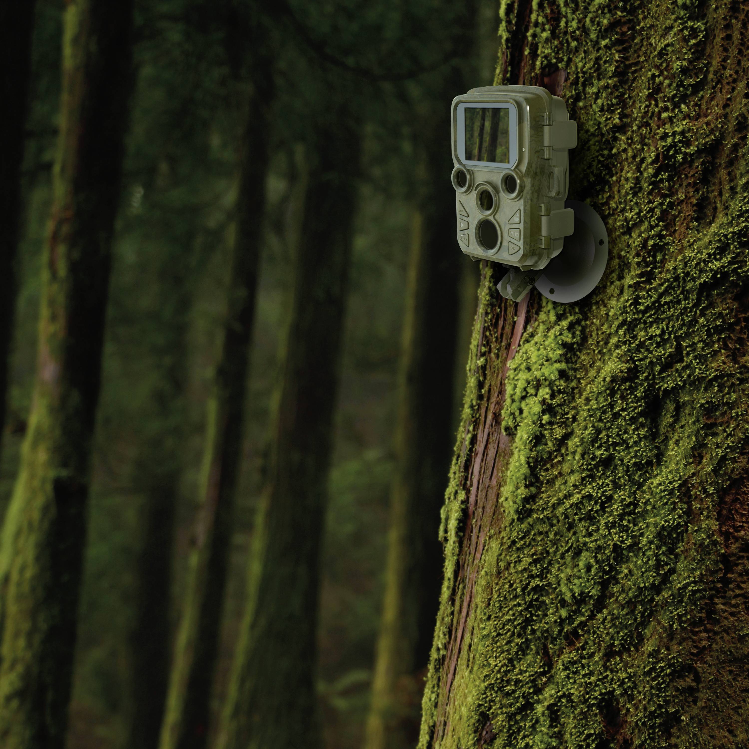 Een wildcamera is bevestigd aan een boom in het bos. De camera is bedekt met mos en wordt gebruikt voor het monitoren van wilde dieren.