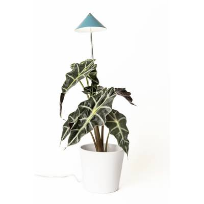 Een Alokasia-plant in een witte bloempot met grote, donkergroene bladeren en opvallende witte nerven, verlicht door een kleine lamp.