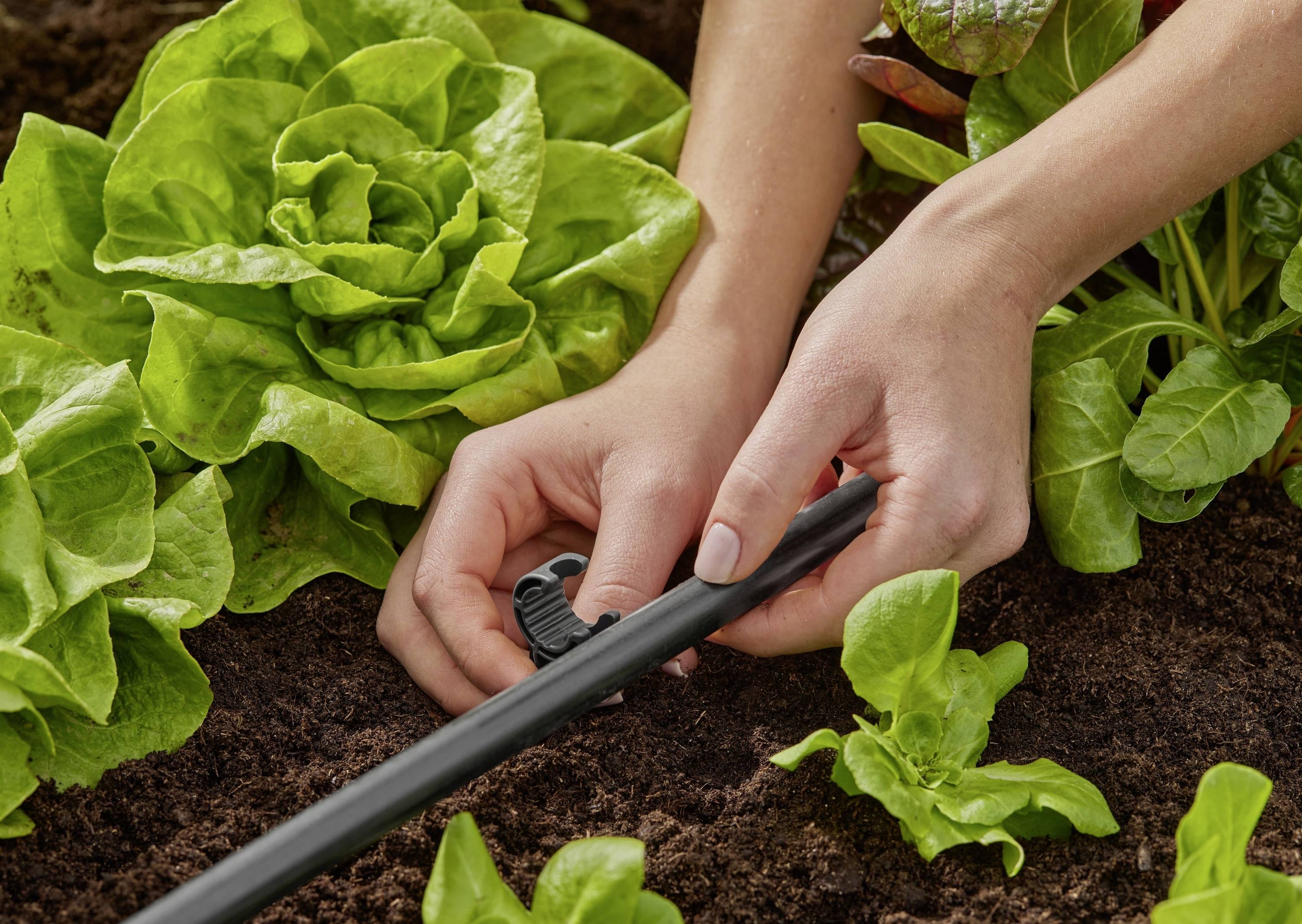 Handen stellen een druppelirrigatiesysteem bij in een moestuin met slaplanten, waarbij ze nauwkeurig water toedienen tussen de weelderige groene bladeren.