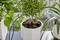 Een kamerplant in een zeshoekige pot met een irrigatiesysteem, omgeven door andere groene planten op een tafel.