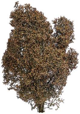 Busch 3590 Struik  150 mm Herfst