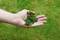 Een hand houdt vers gemaaid gras vast boven een groene weide.