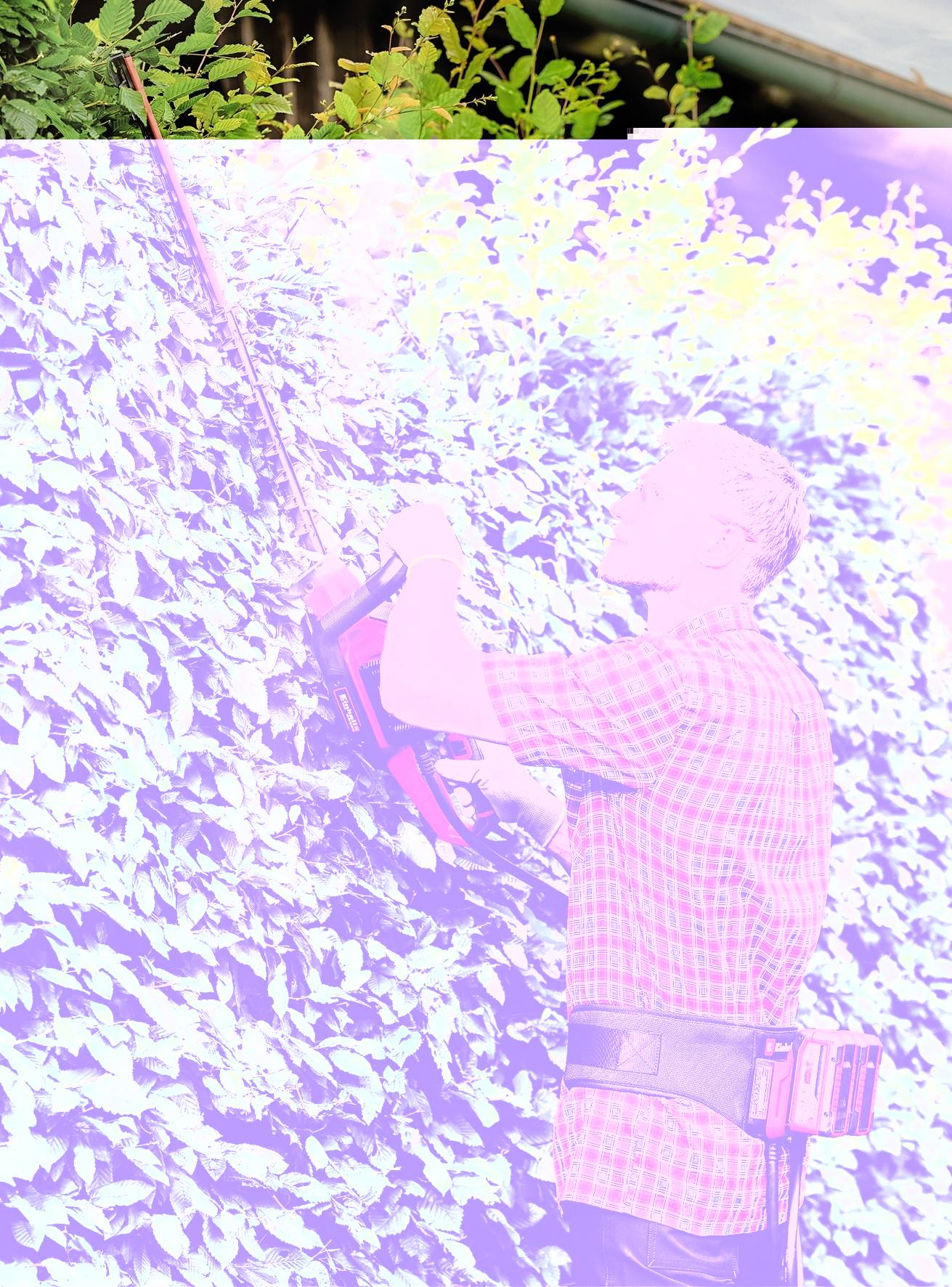 Een man in een overhemd en spijkerbroek knipt een hoge groene haag met een heggenschaar. Op de achtergrond zijn planten en een hek.