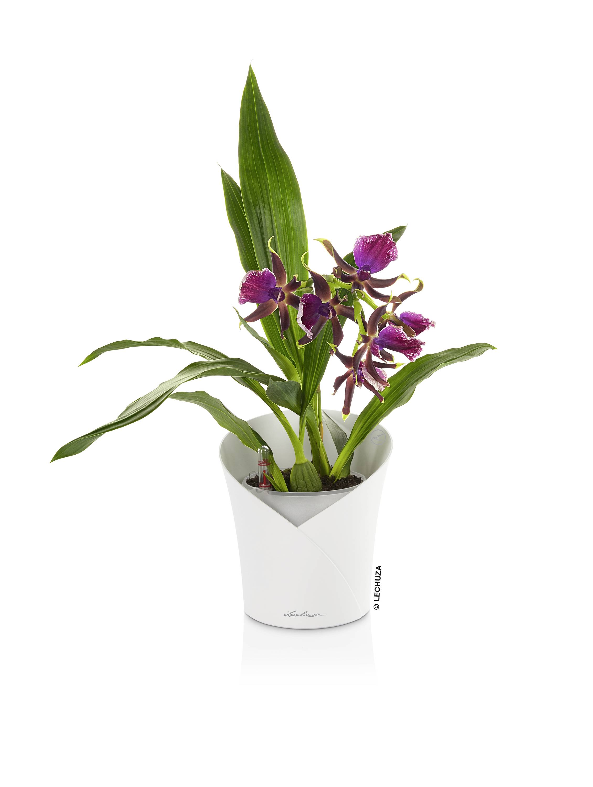 LECHUZA Jardiniere ORCHIDEA ALL-IN-ONE Mat Wit-2
