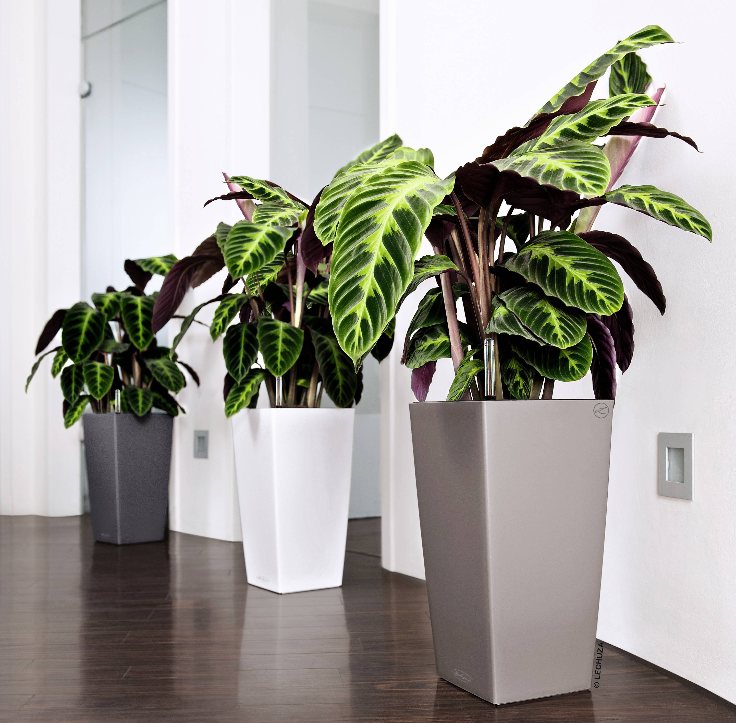 LECHUZA Cubico Color 40 Plantenbak Slate Sub-Irrigatiesysteem 40 x 40 x 75 cm 40x40x75cm-5