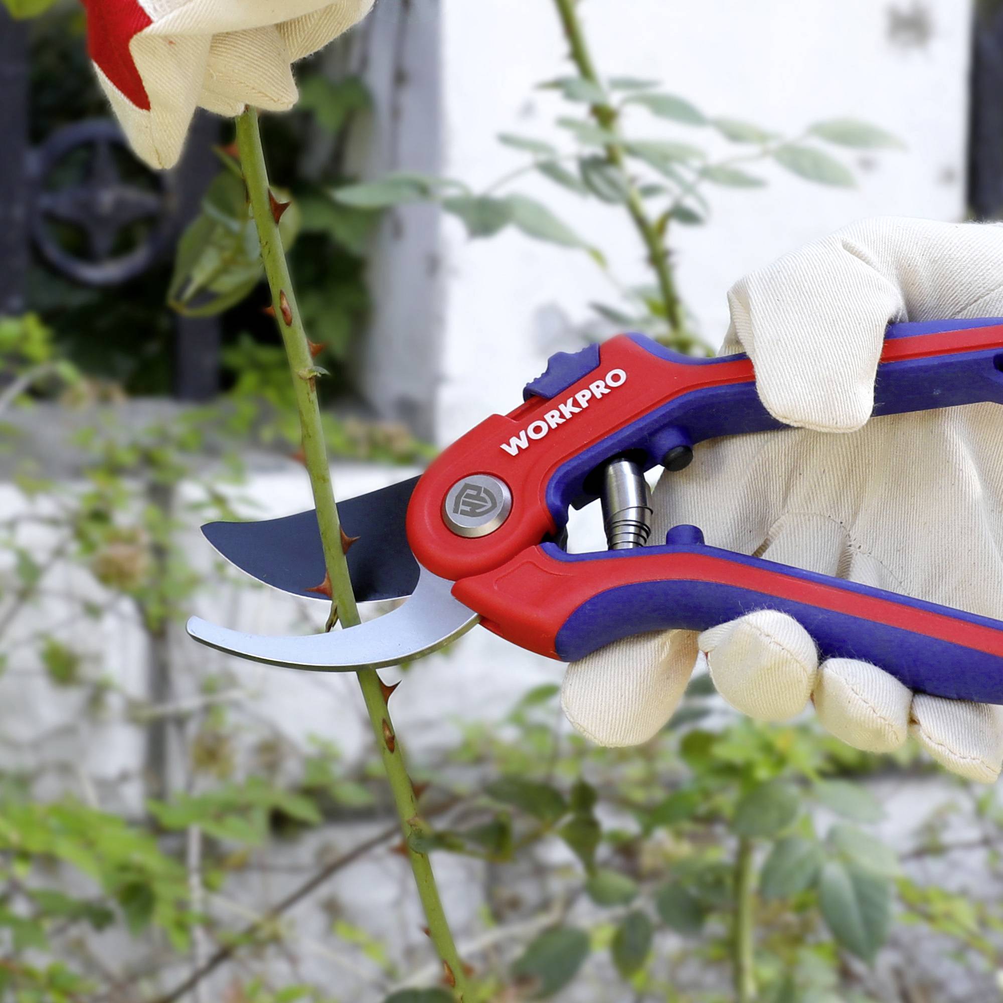 'Een rode en blauwe tuinschaar van het merk Workpro wordt vastgehouden door een gehandschoende hand. Een rozentak wordt geknipt.'