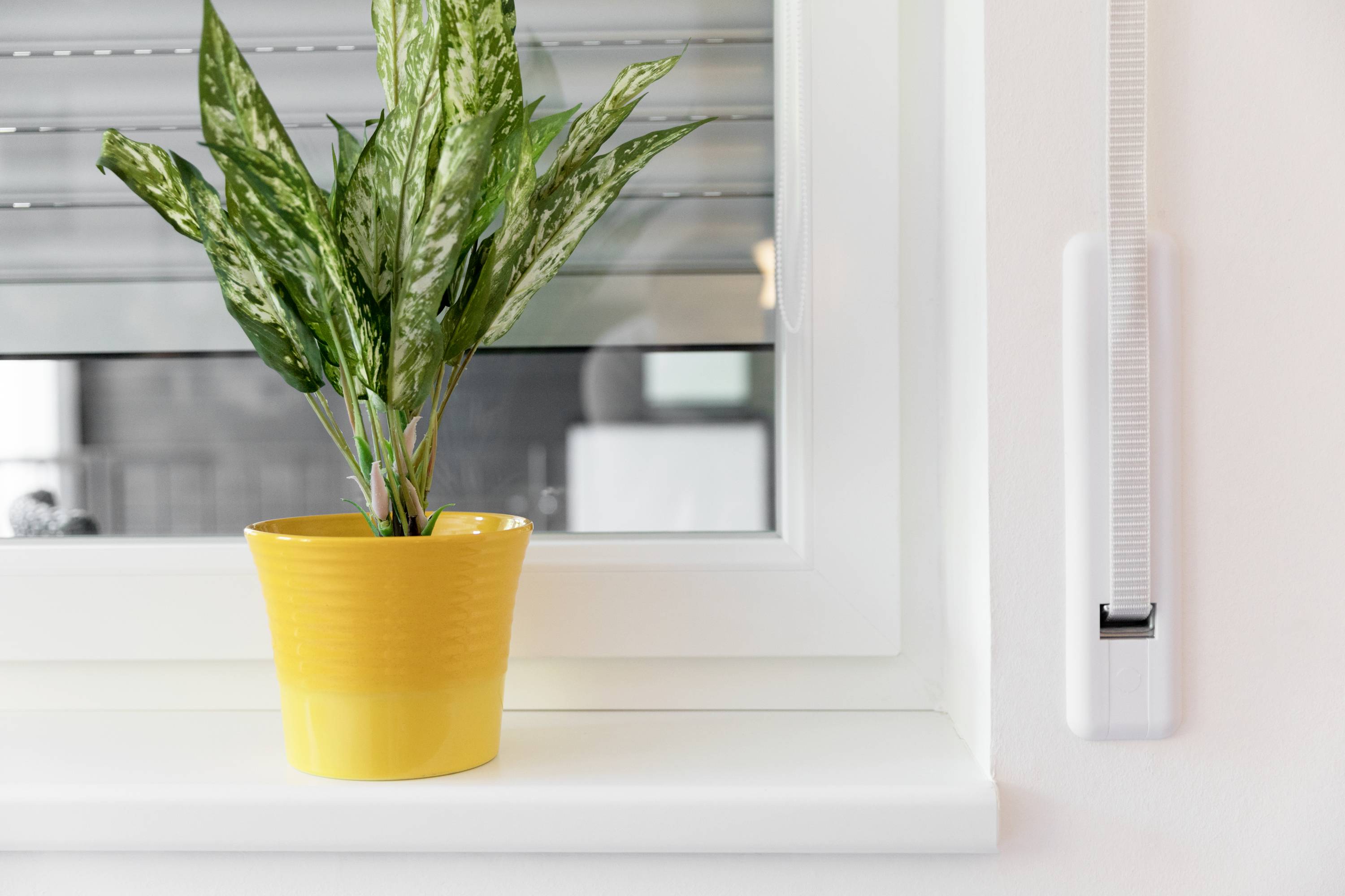 Een groene kamerplant staat in een gele bloempot op een vensterbank voor een gesloten raam. Op de achtergrond zijn jaloezieën te zien.