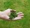 Een uitgestoken hand houdt verse, groene grassprietjes vast, omgeven door een grasveld.