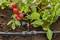 Druppelbevloeiingssysteem dat een moestuin besproeit met rijpe tomaten en bladgroenten, wat efficiënte waterverspreiding illustreert.