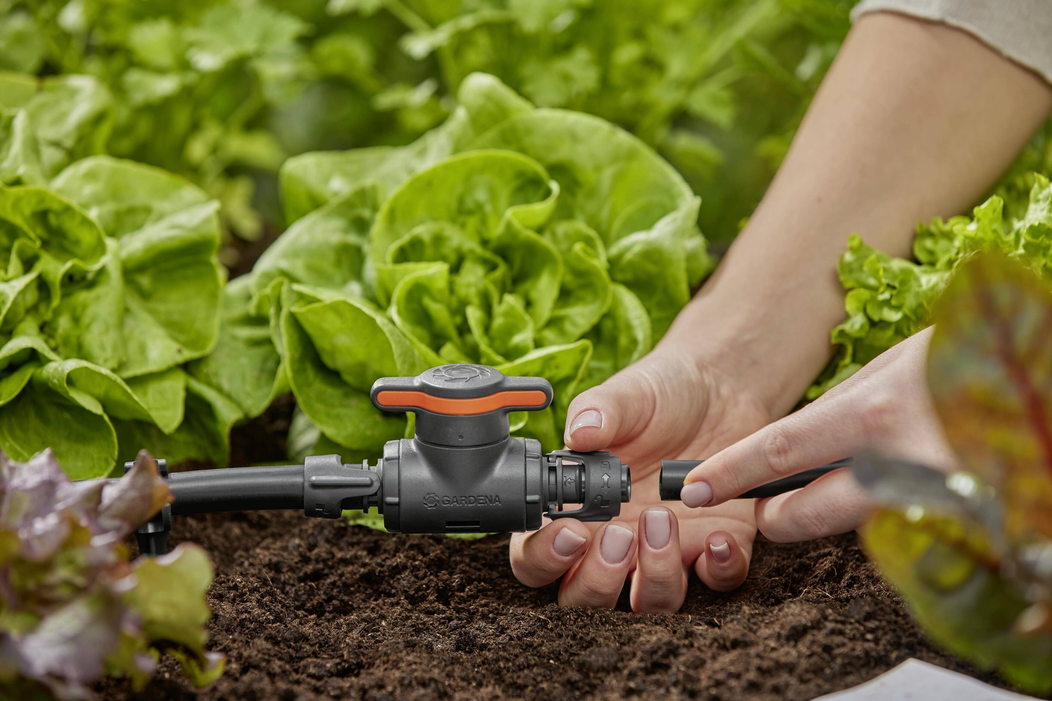 Een persoon monteert een irrigatieventiel in een moestuin tussen slaplanten om een druppelirrigatie aan te leggen.