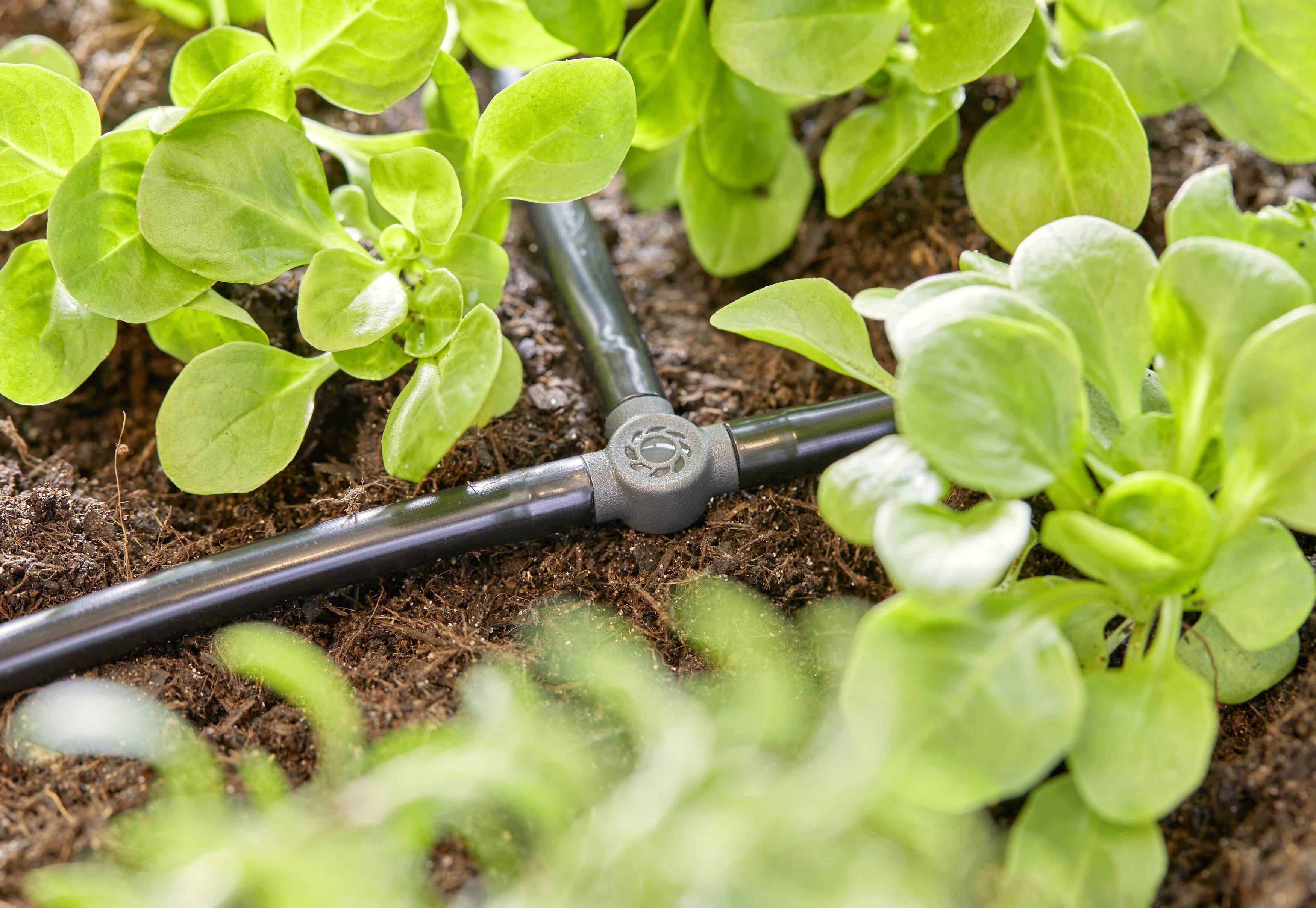 Close-up van een irrigatiesysteem in een tuin met groene planten. Een zwarte slang loopt door de aarde.