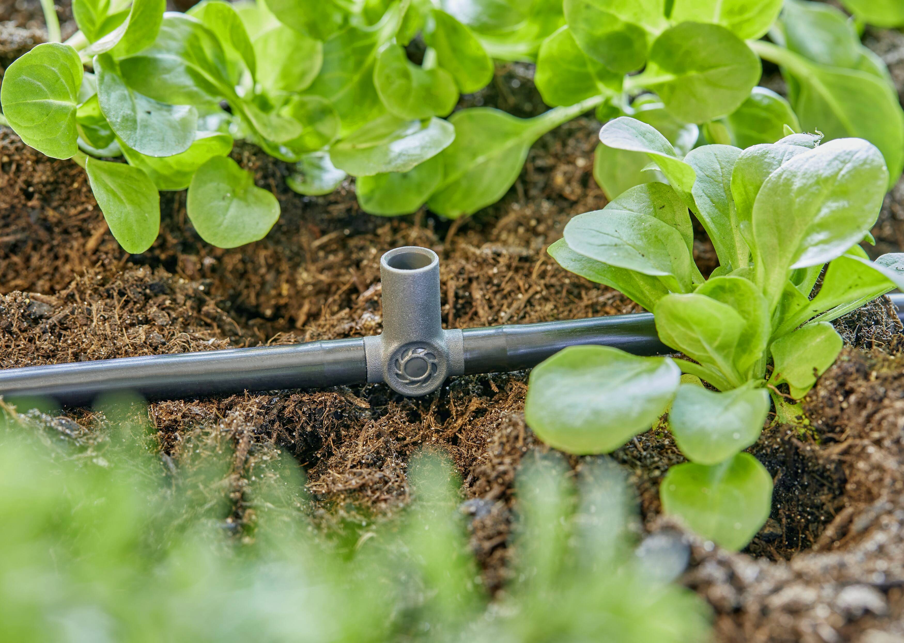Een irrigatiesysteem met een zwarte slang en groen plantengroei in de grond, toont efficiënt waterbeheer in de tuinbouw.