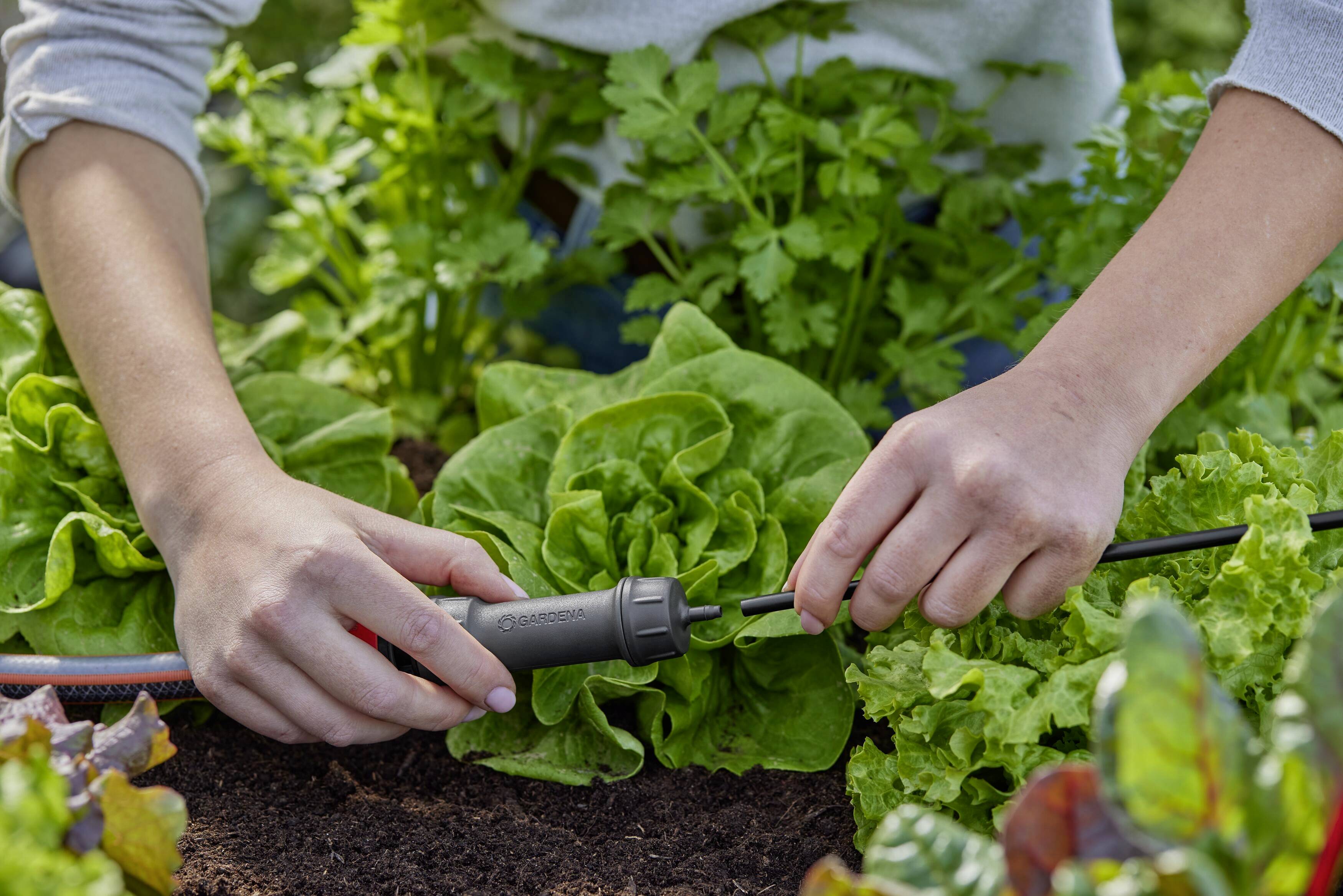 Een persoon installeert een druppelirrigatiesysteem in een moestuin, omringd door slaplanten.