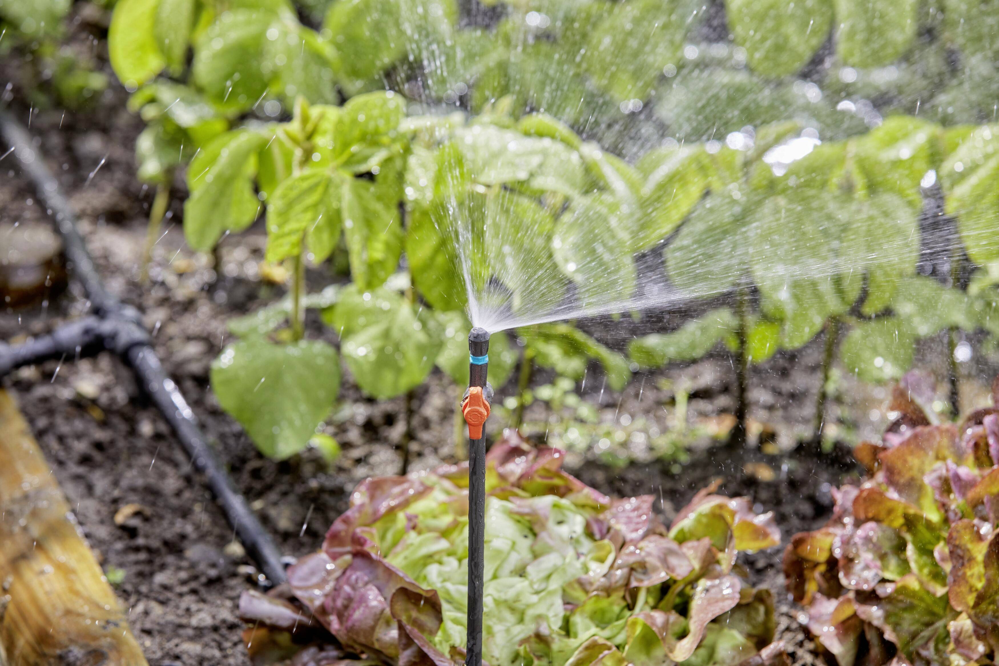 Close-up van een tuin met sla en een irrigatiesysteem dat water over de planten verspreidt.