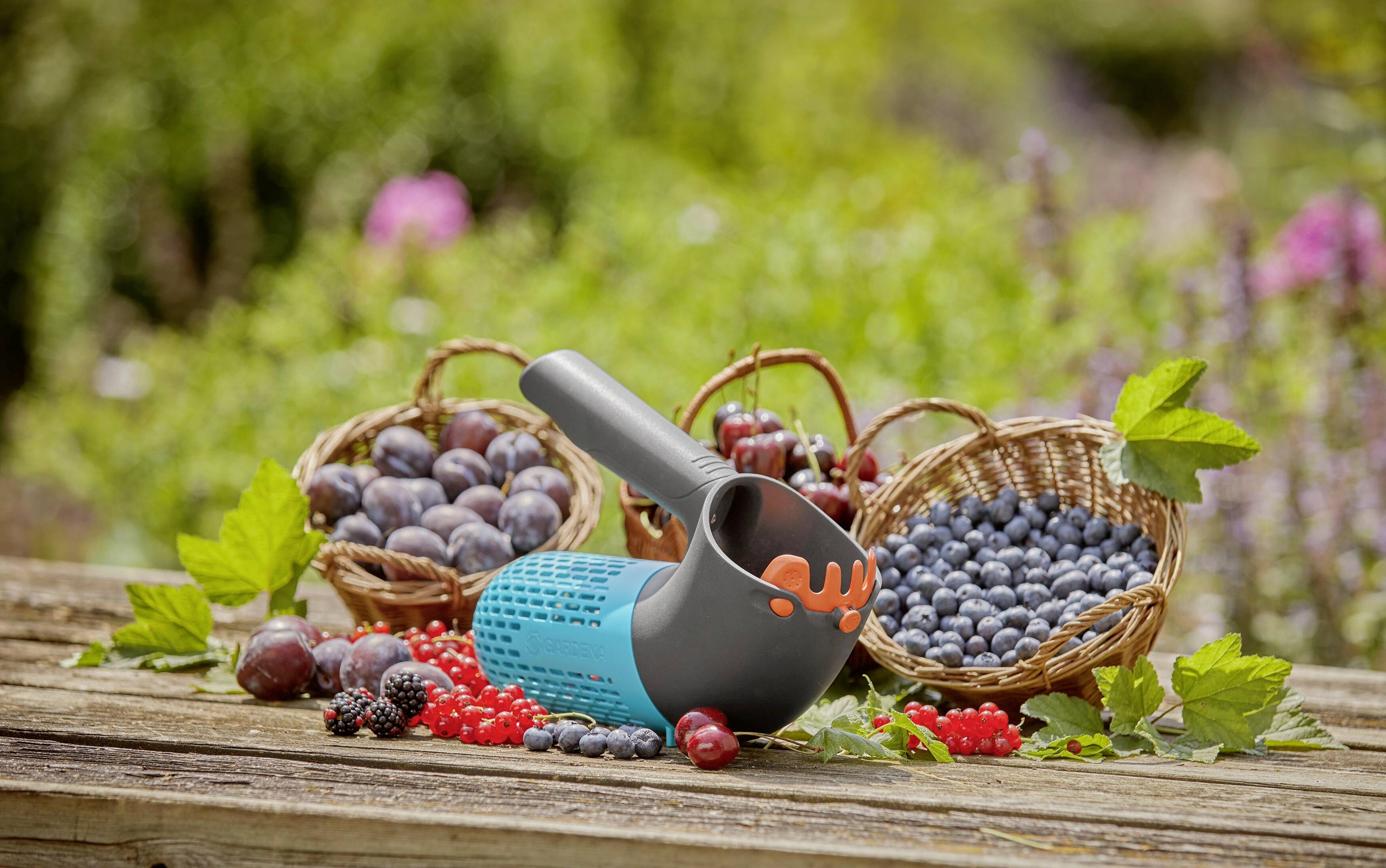 Een tuin met twee manden vol bessen, een plukgereedschap en groen gebladerte op een houten tafel, achtergrond onscherp.